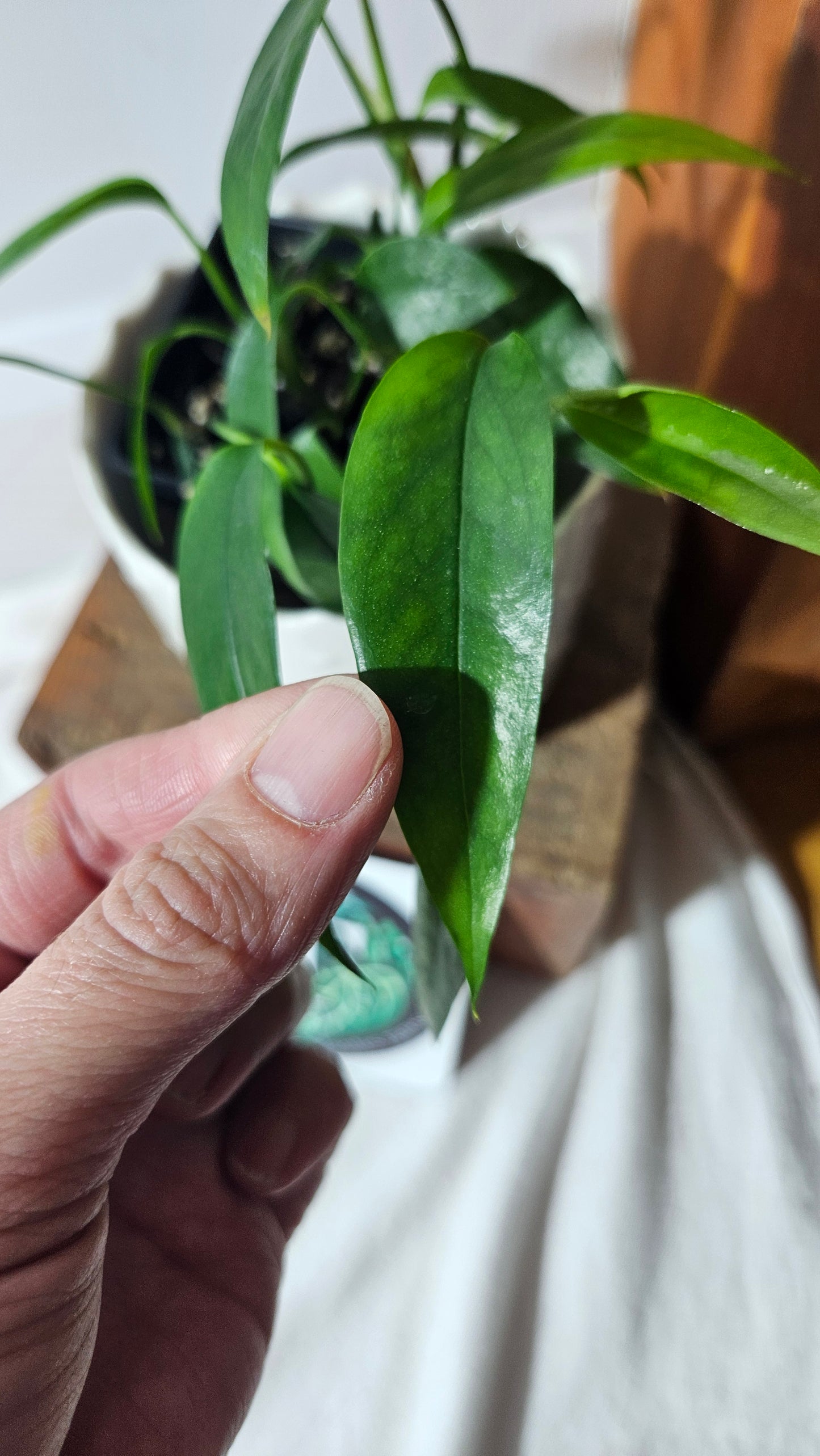 Epipremnum Squeletton Key (EPI-161)