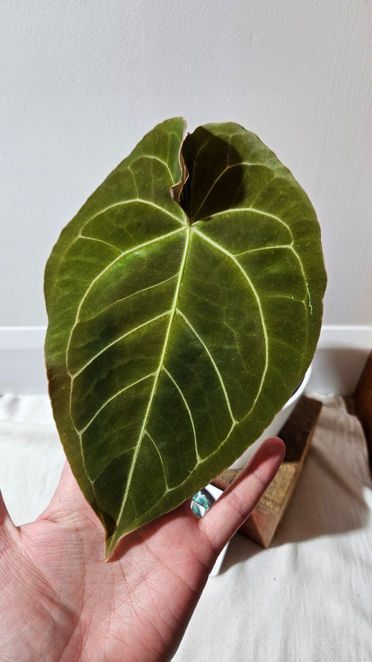 Anthurium Dressleri × Hoffmanii "format LARGE" (ANT-523)