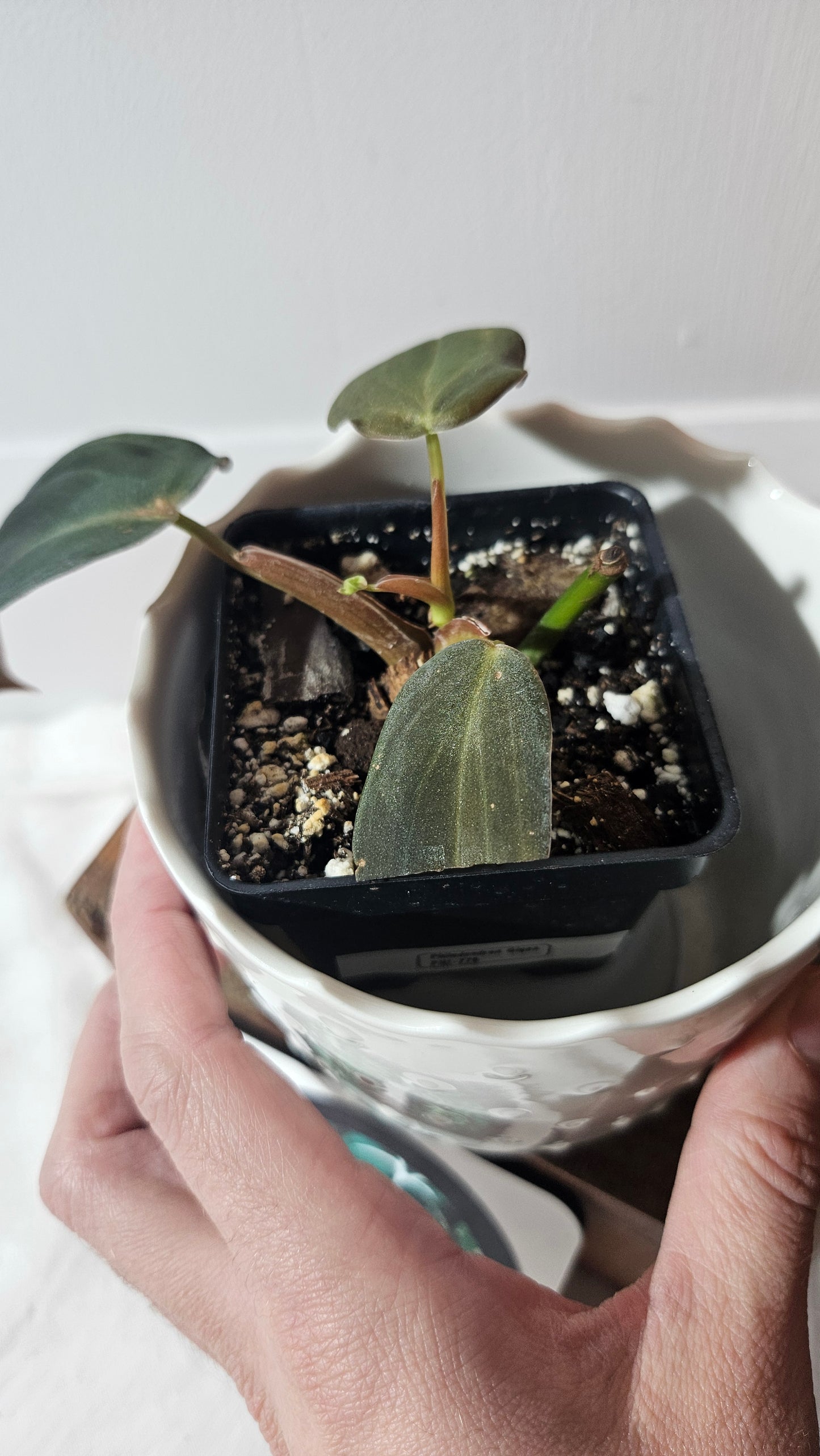 Philodendron Gigas (PHI-776)