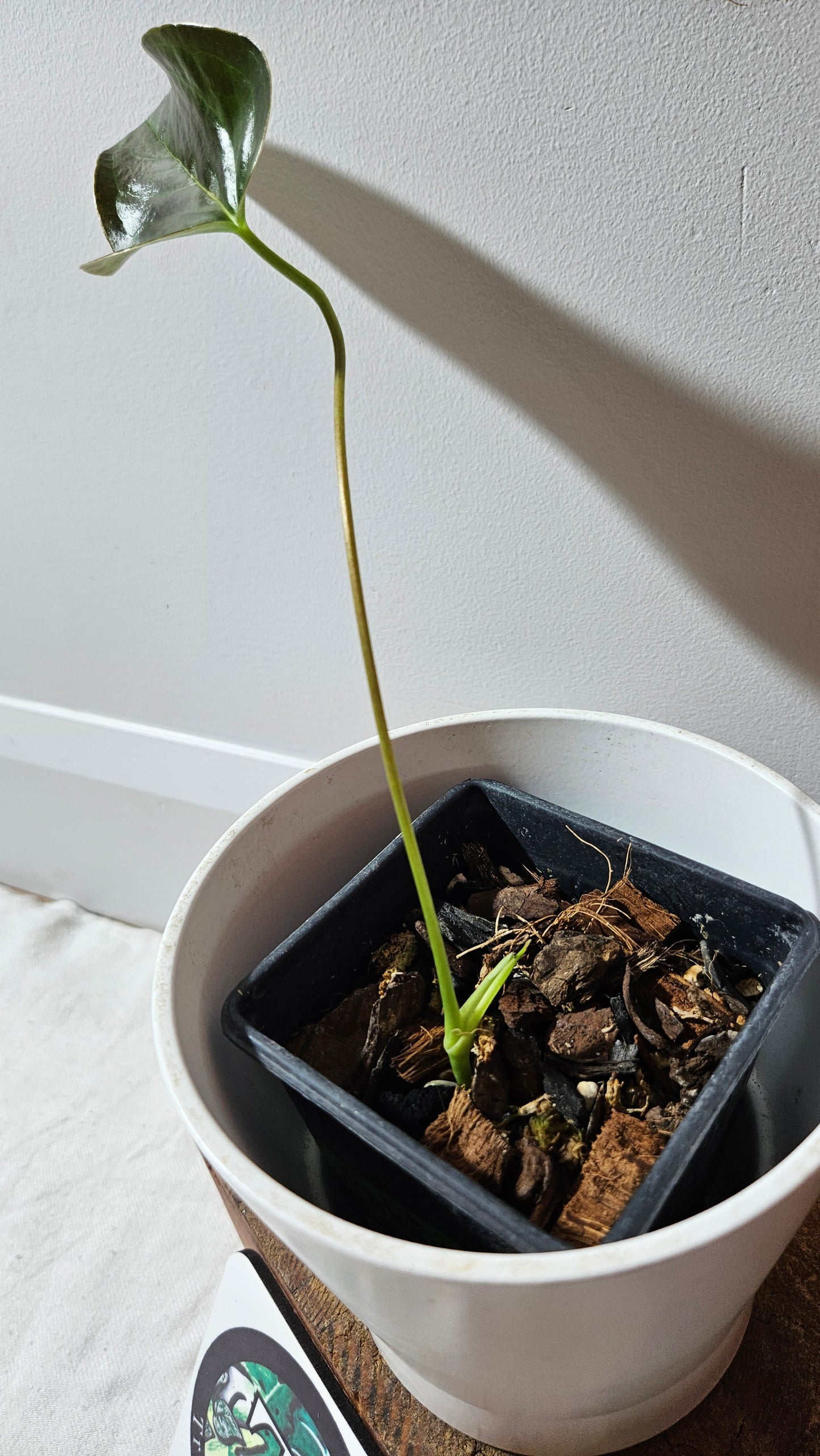 Anthurium Modeanum "format MOYEN" (ANT-495)