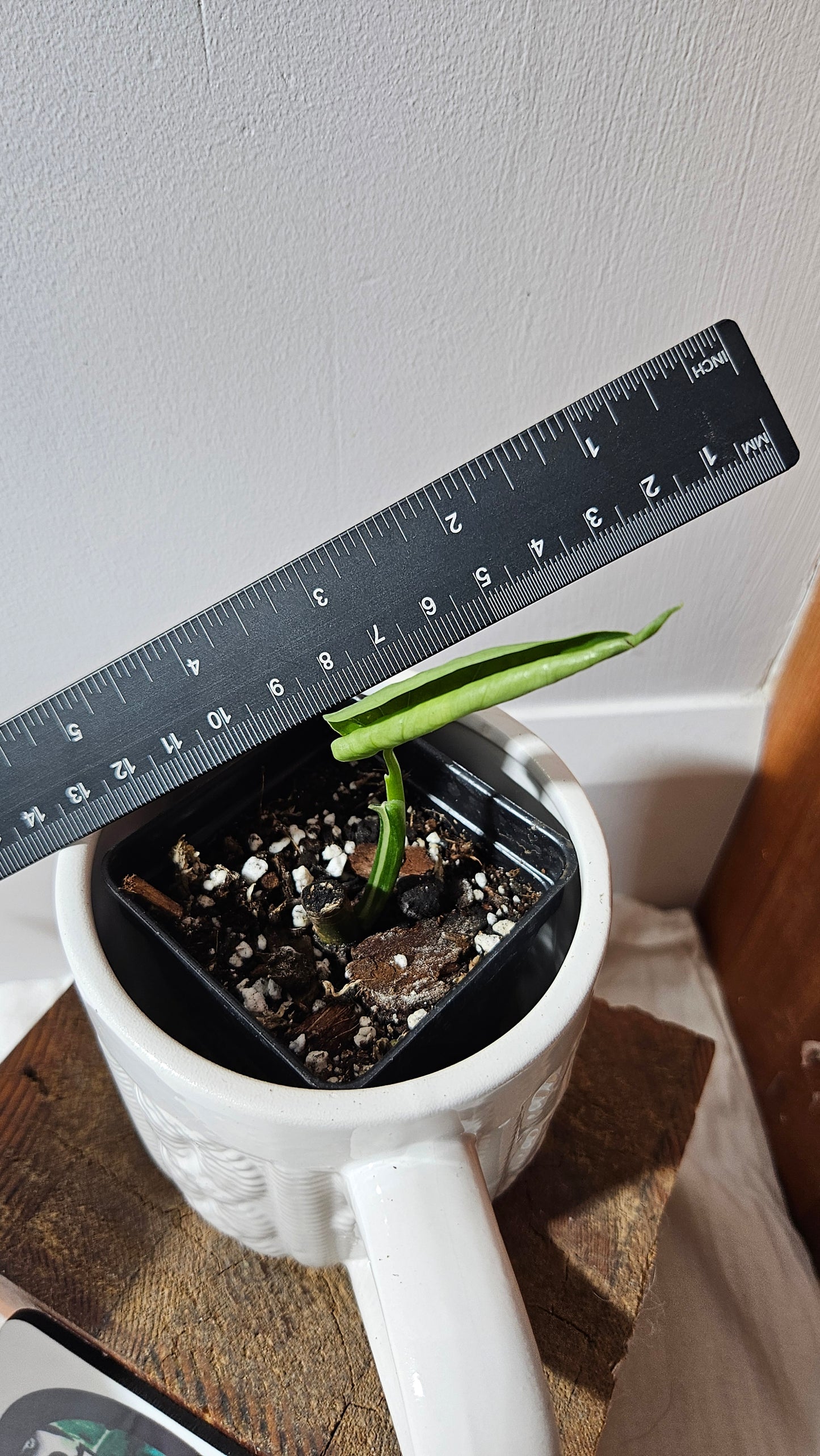 Syngonium Chiapense Albo (SYN-466)