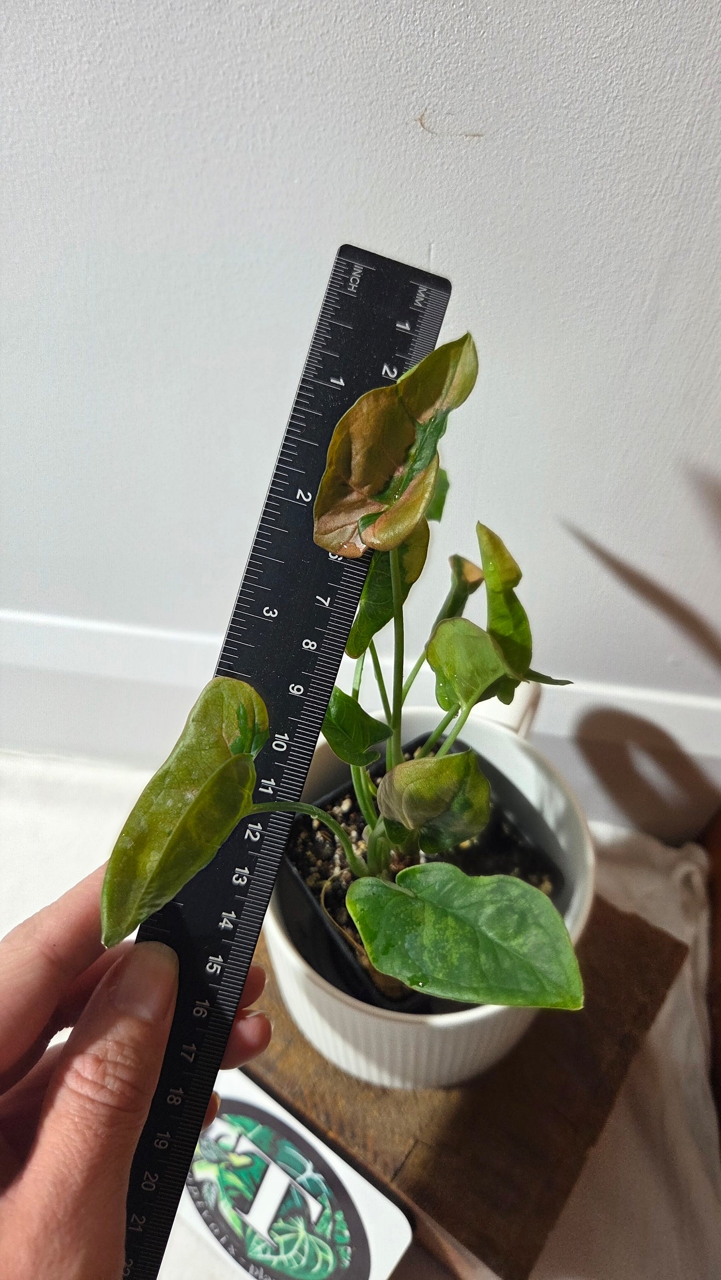 Syngonium Pink Lava (SYN-241)