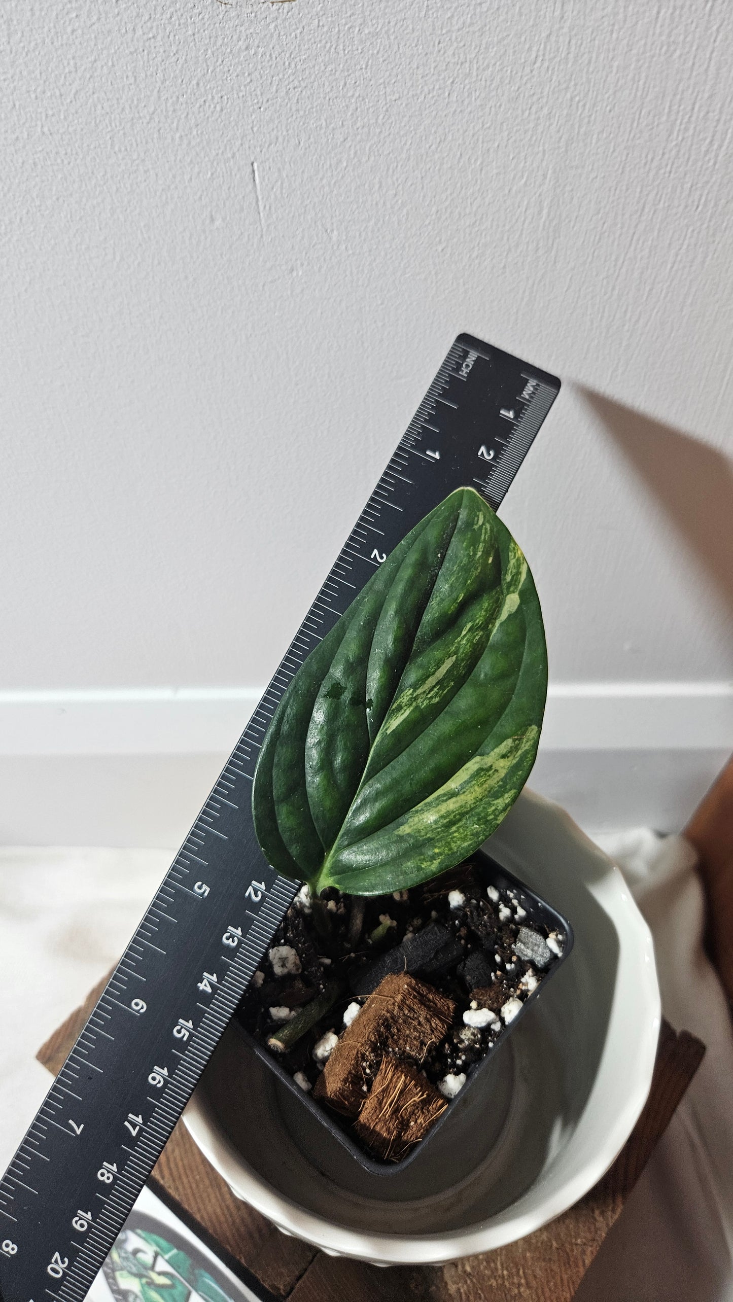 Monstera Karstenianum/Peru Variegata (MON-384)