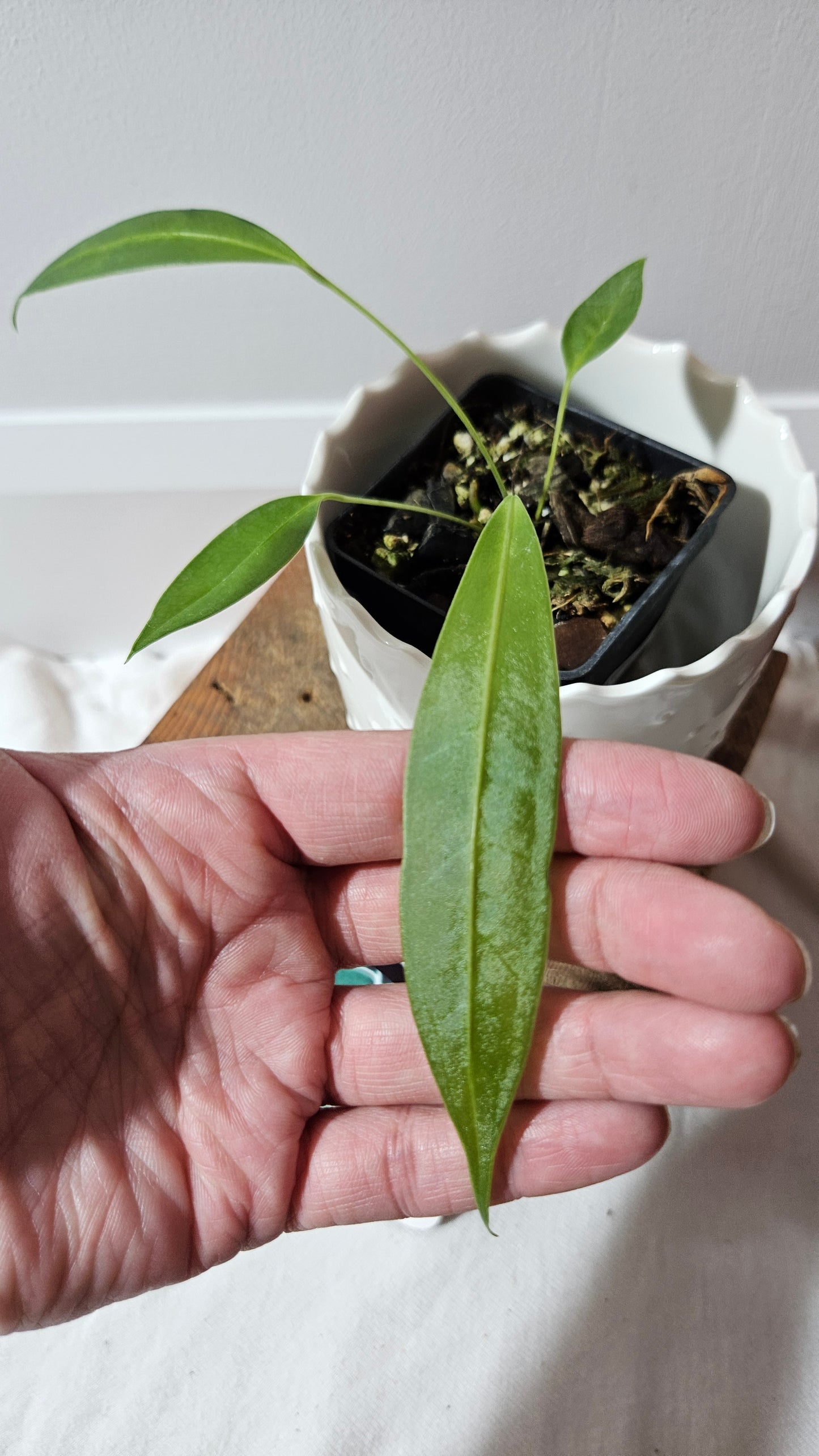 Anthurium Wendlingeri Aff "format PETIT" (ANT-537)