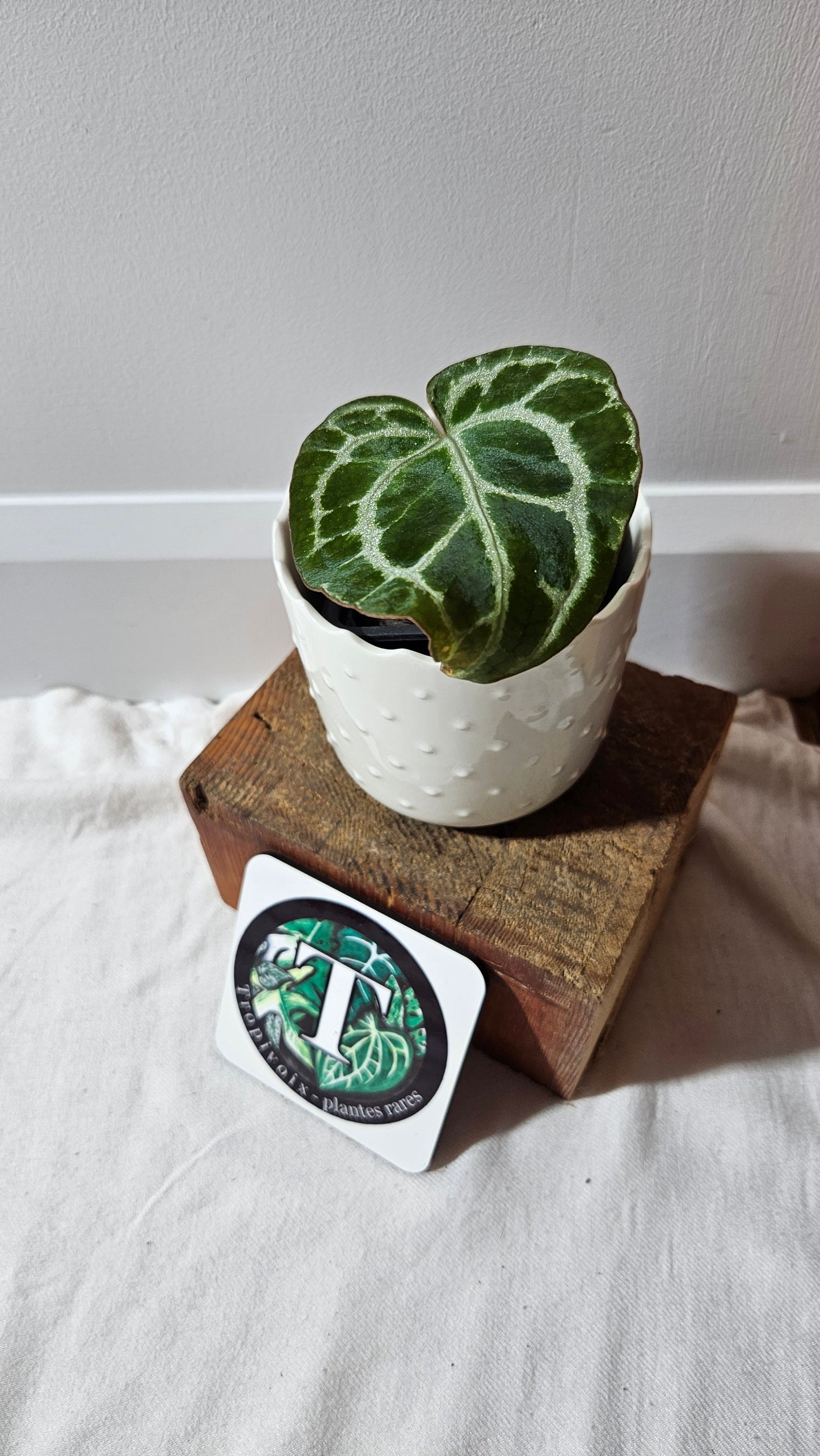 Anthurium Crystallinum Silver Special "format PETIT"(ANT-524)