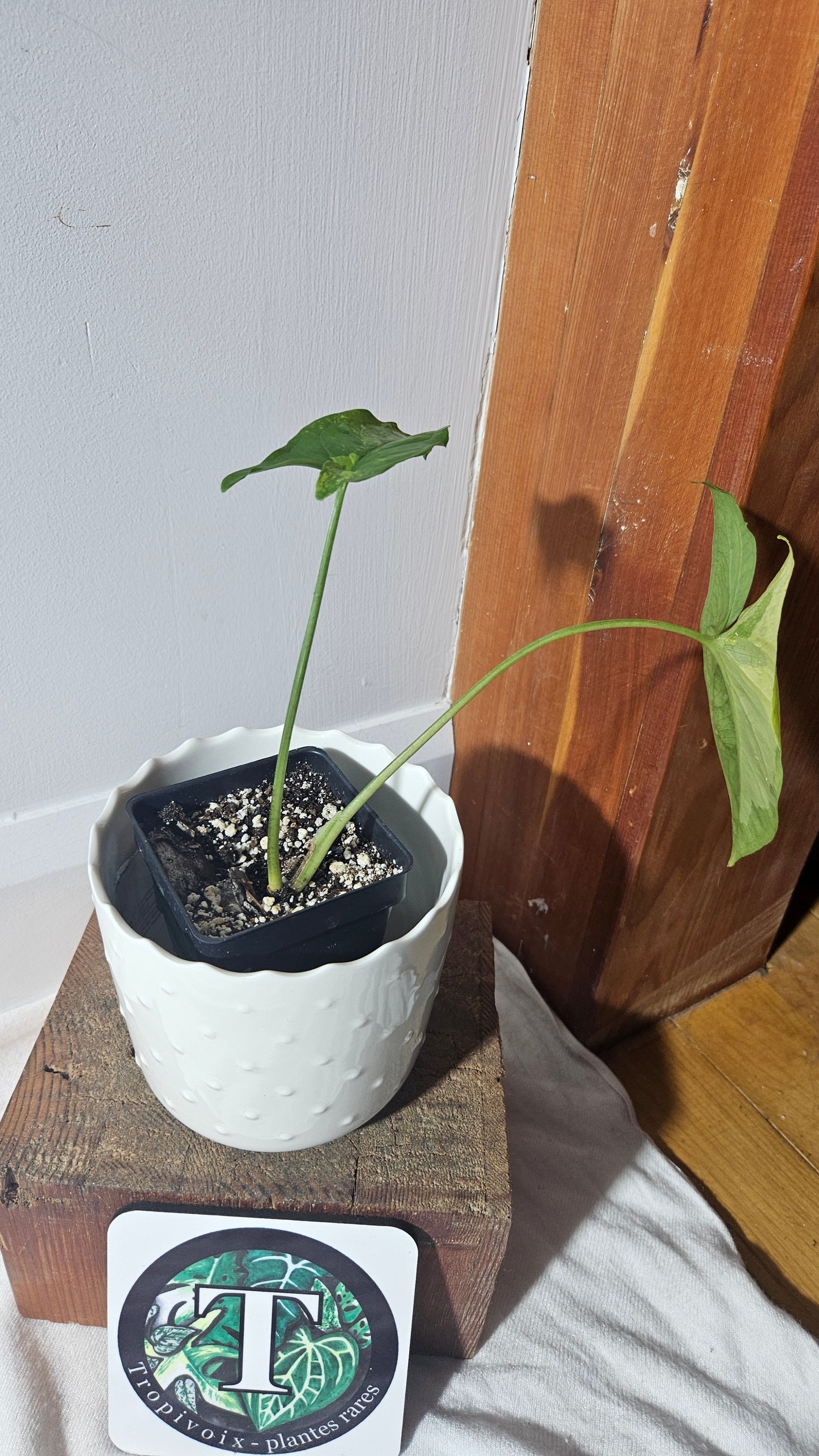 Syngonium Faustina Mint (SYN-411)