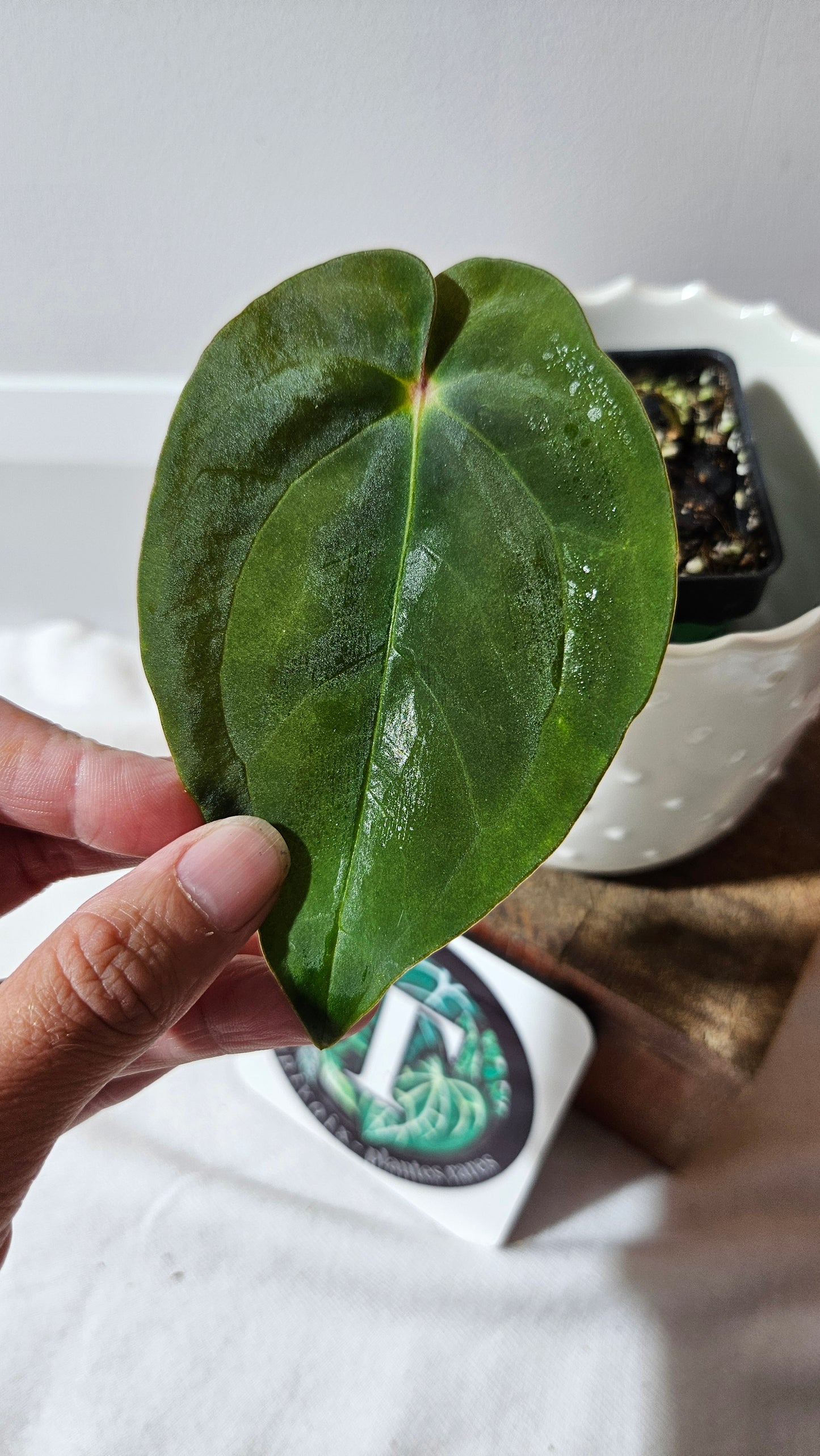 Anthurium Papillilaminum (d'équateur) "format PETIT" (ANT-504)
