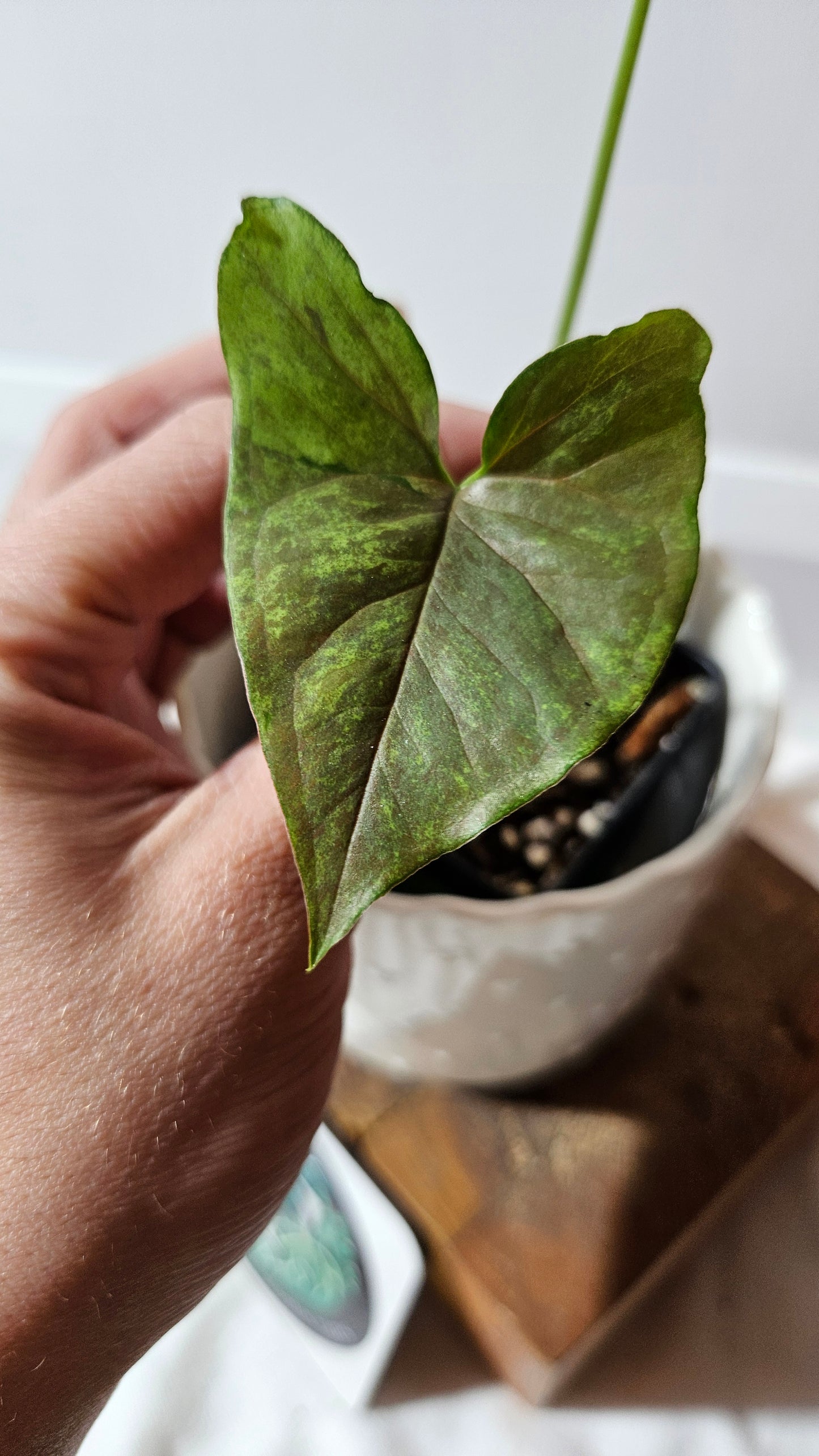Syngonium Matcha Sprinkle (SYN-430)