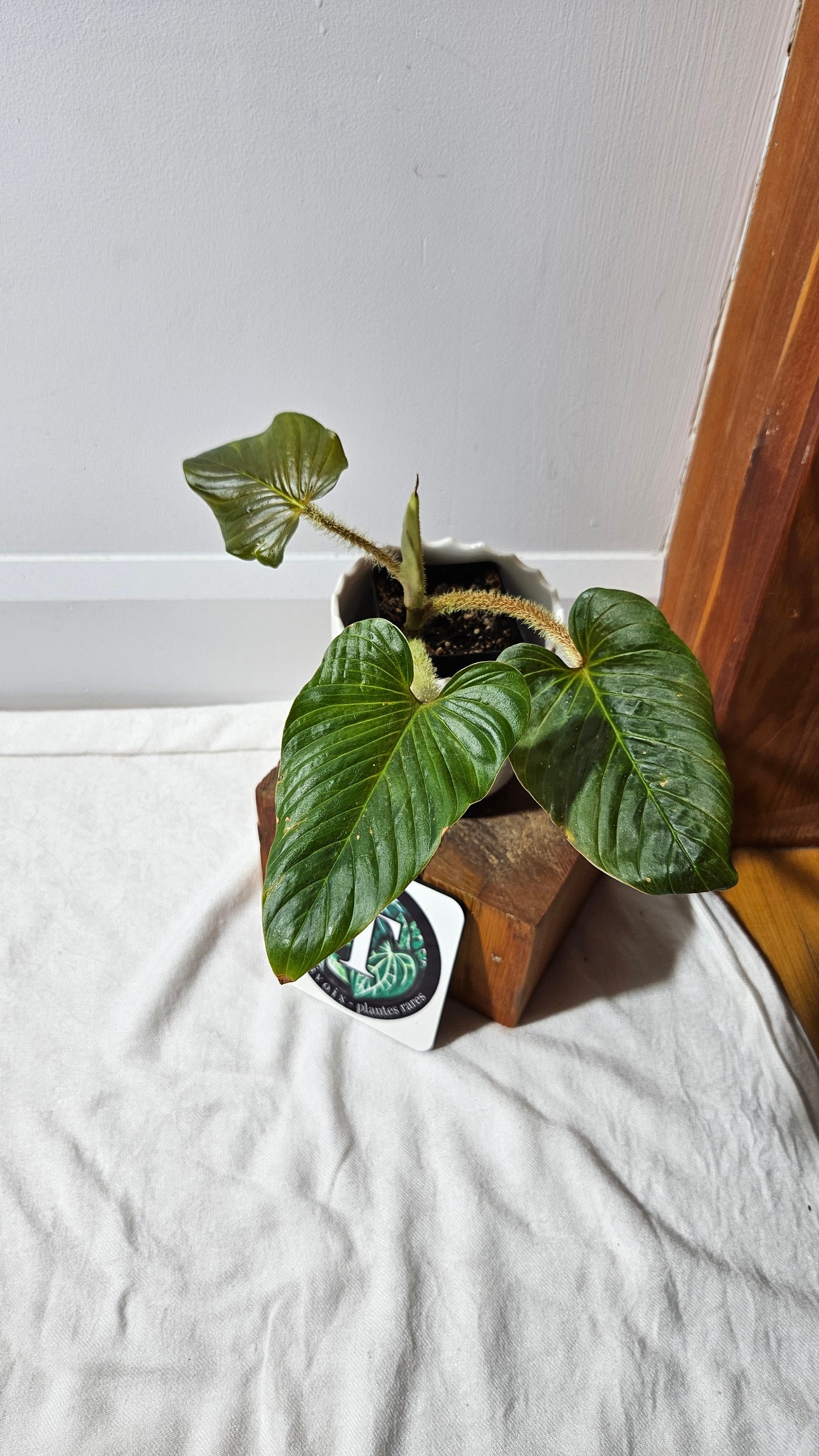 Philodendron Serpens (PHI-810)