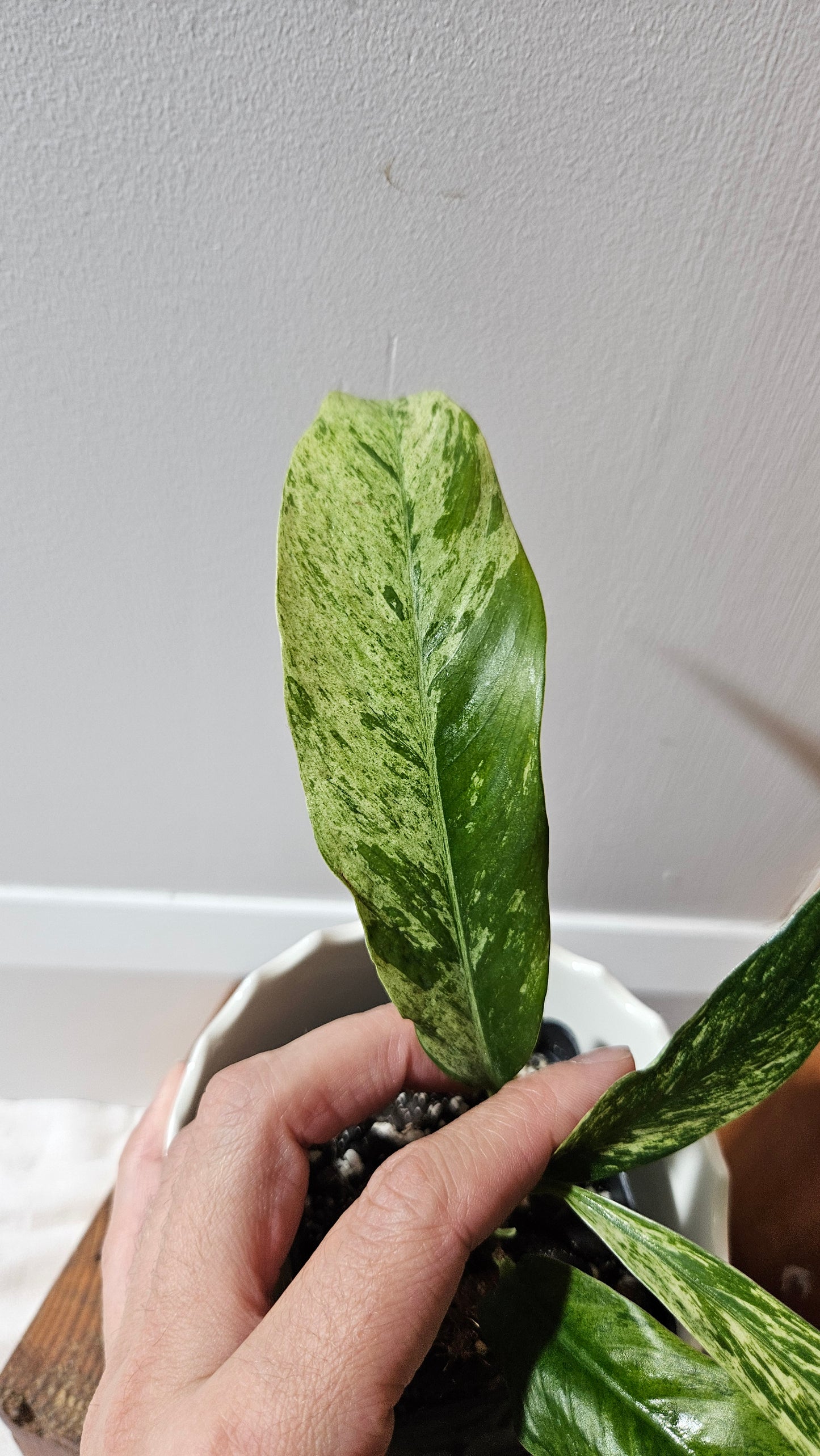 Rhaphidophora Megasperma Variegata (AUT-072)