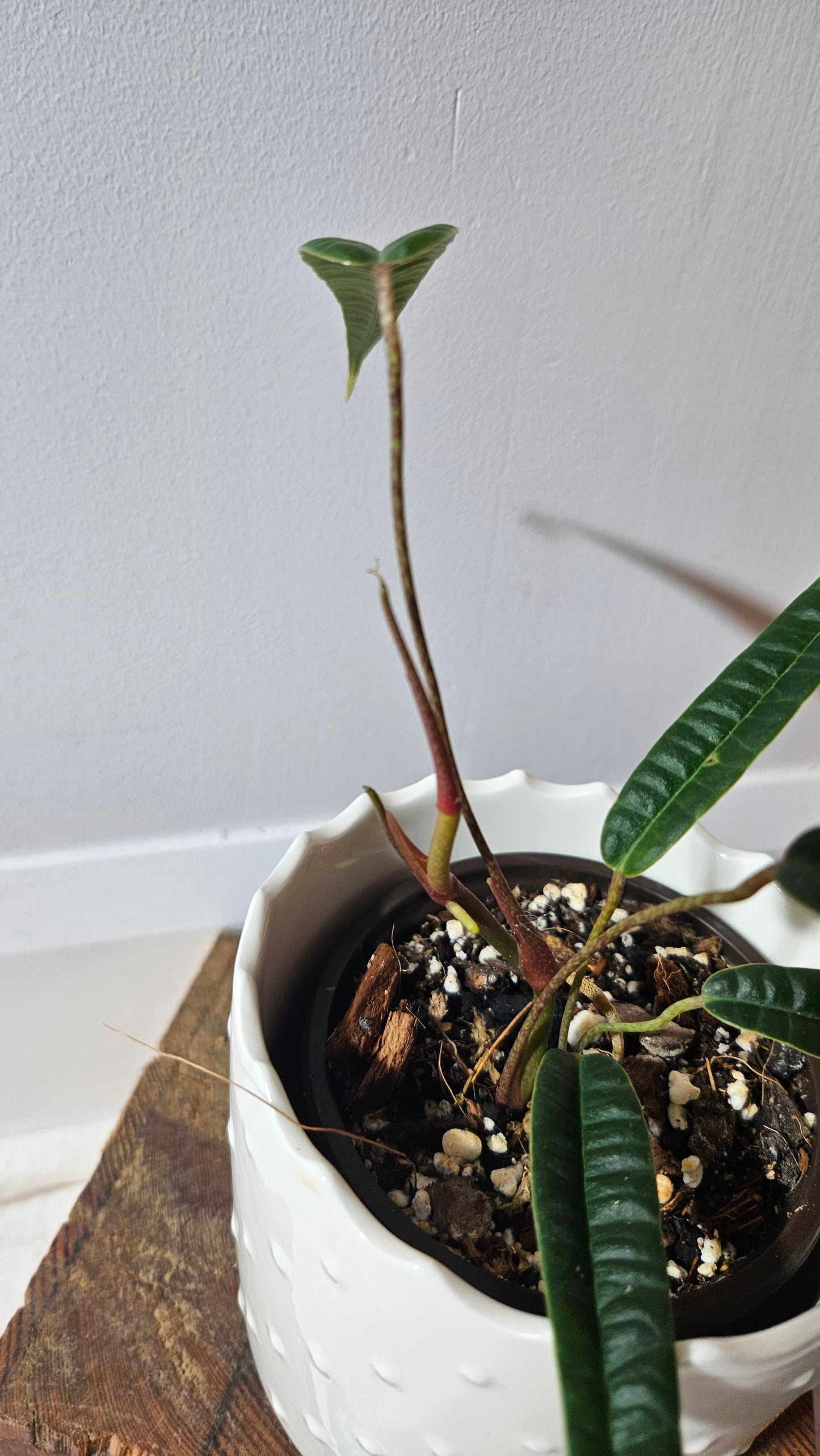 Anthurium Cutucuense "format MOYEN" (ANT-426)