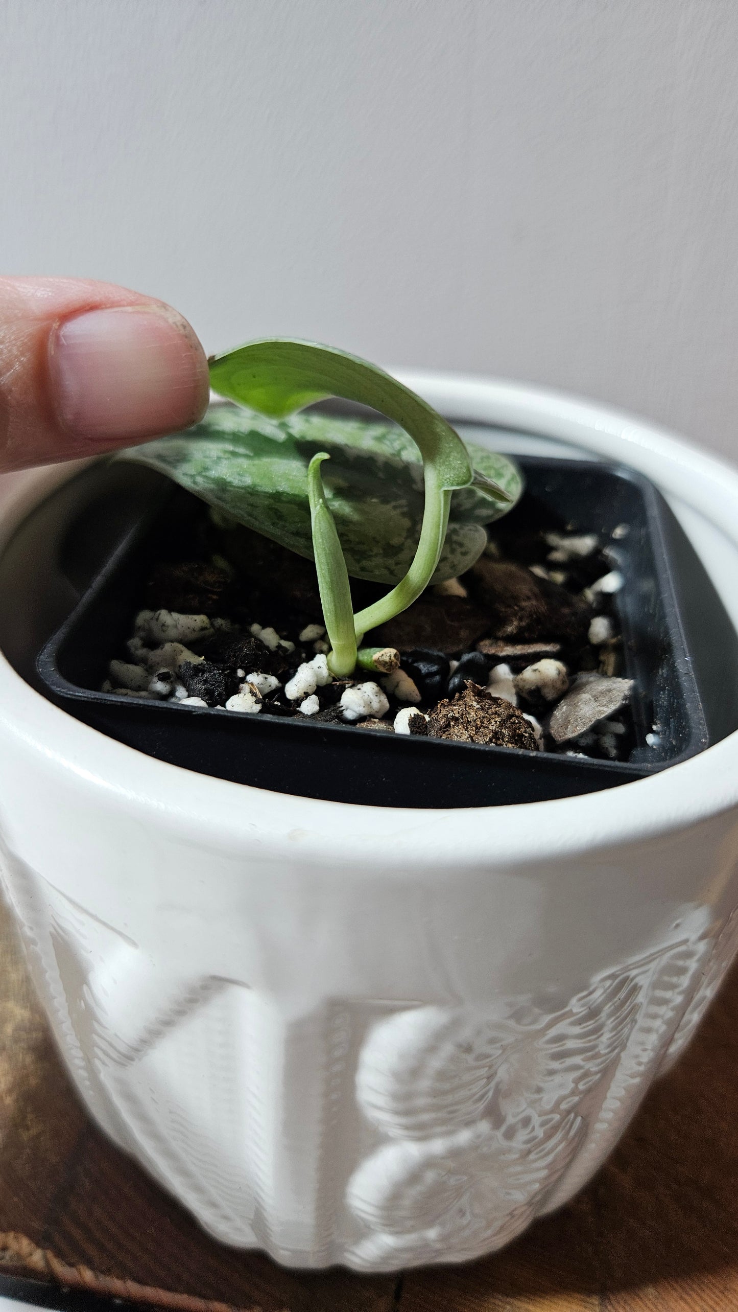 Scindapsus Tricolore silver Platinum (SCI-1233)