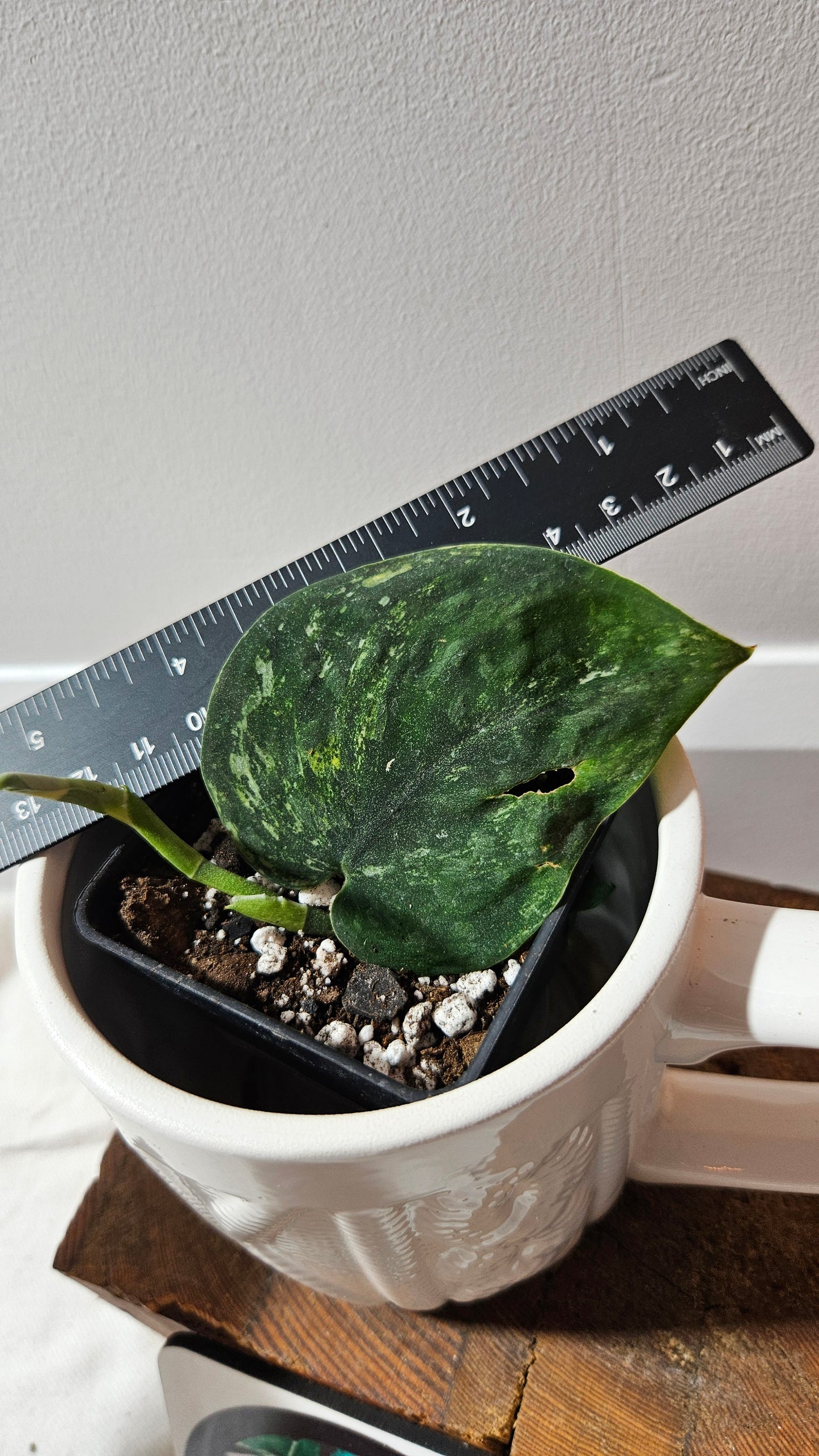 Scindapsus Parahiyangan (SCI-1255)