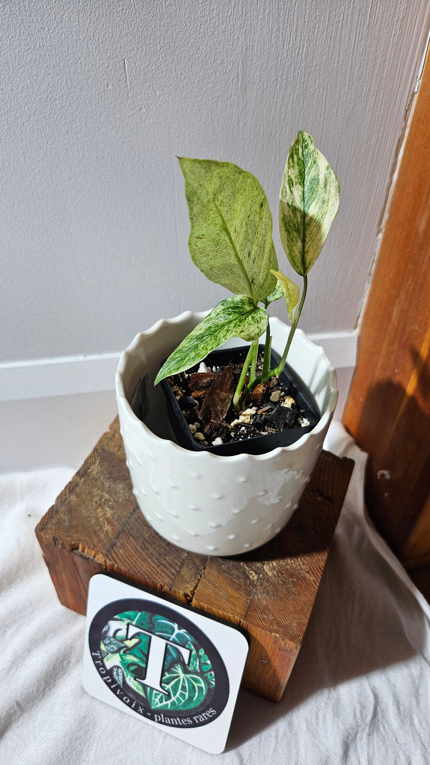 Monstera Laniata Mint (MON-338)
