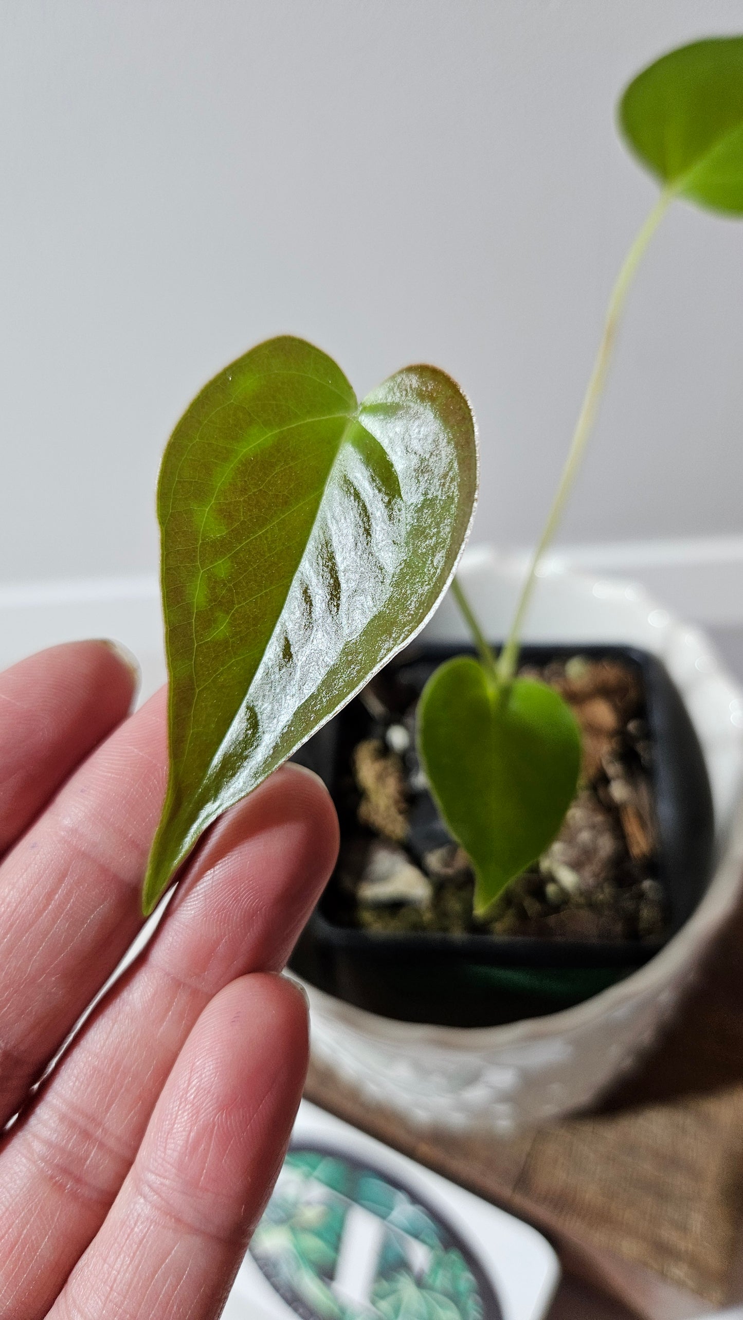Anthurium Modeanum "format PETIT" (ANT-496)