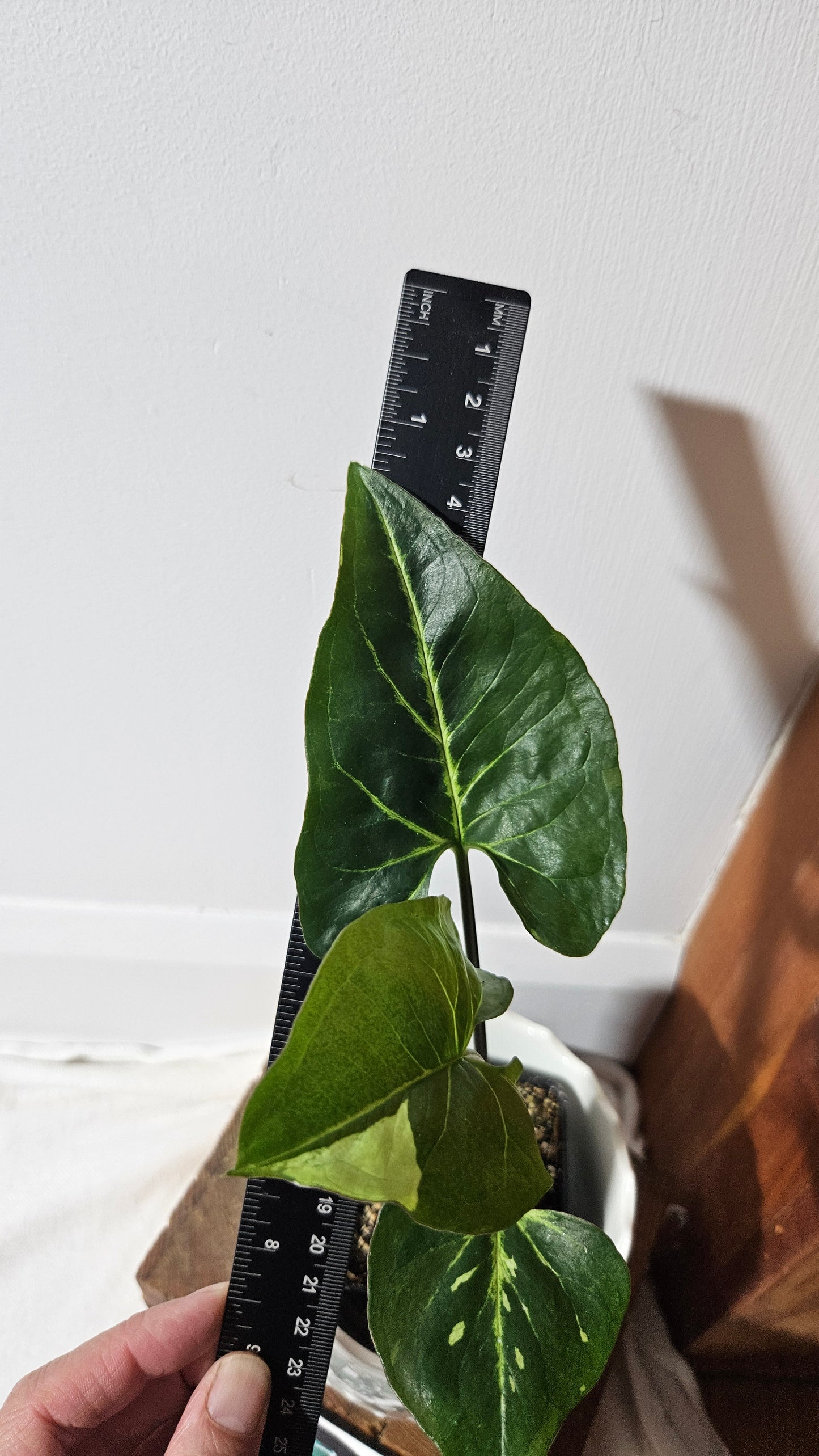 Syngonium Panda/Indo (SYN-449)