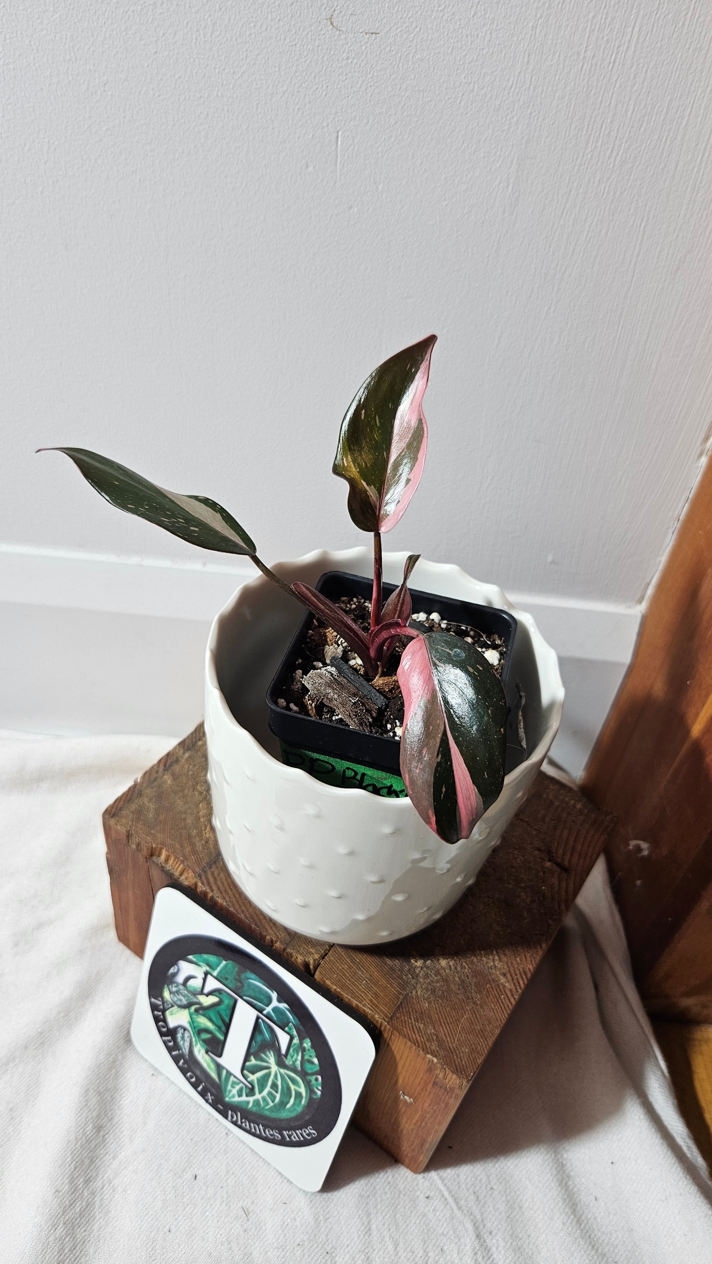 (Philodendron Black Cherry (PHI-712)