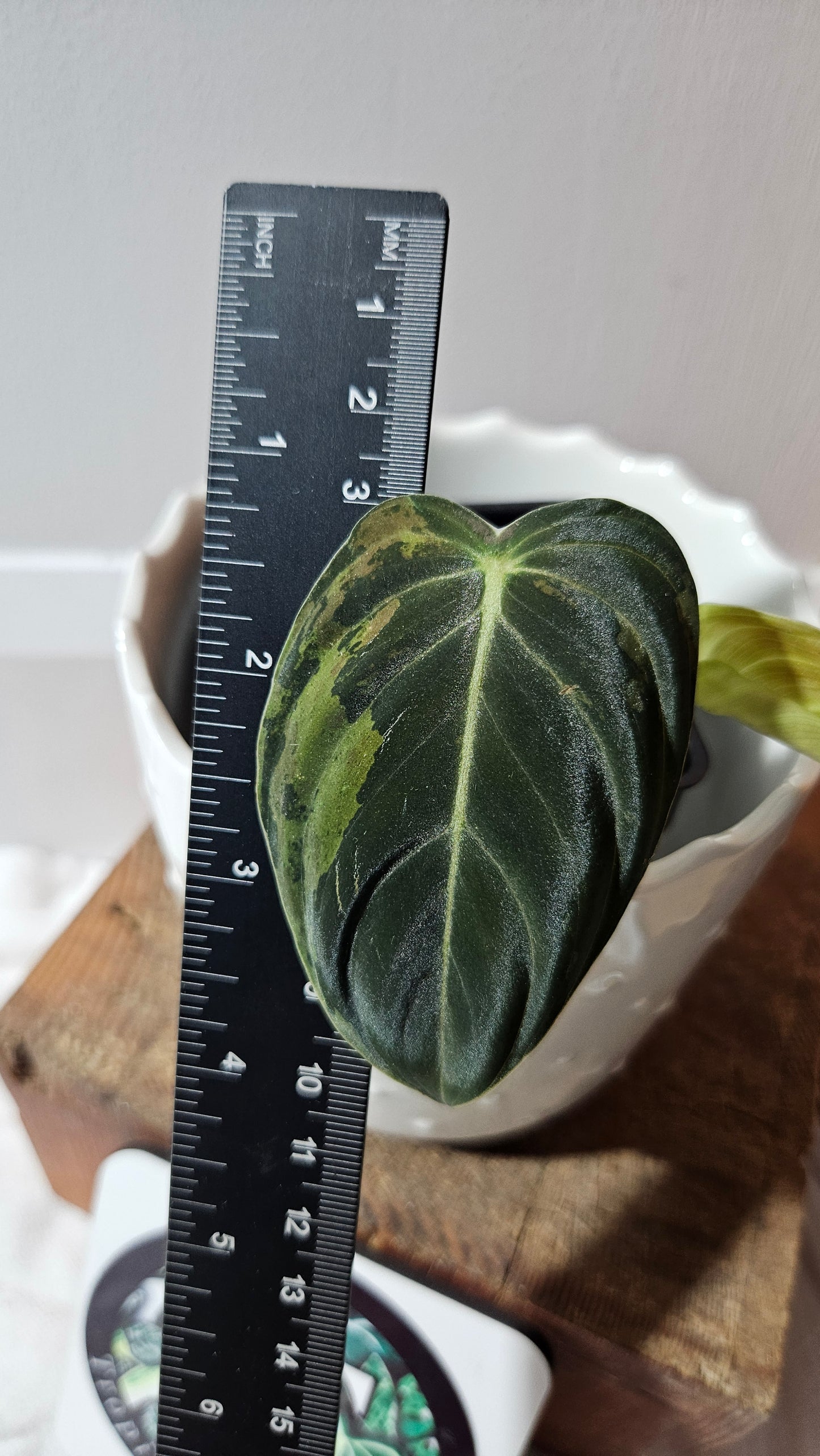 Philodendron Melanochrysum Variegata (PHI-867)