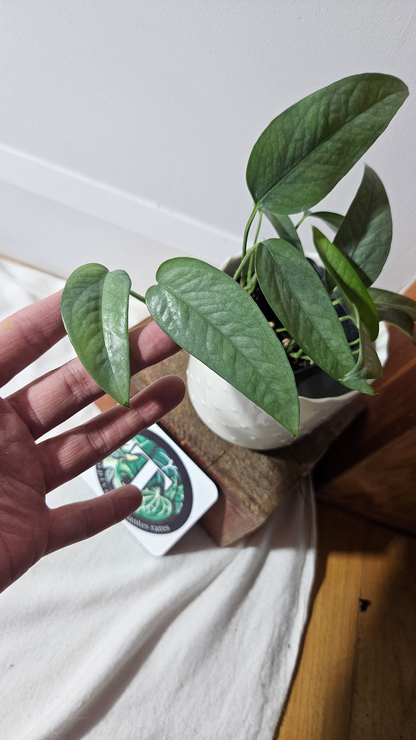 Epipremnum Cebu blue (EPI-155)