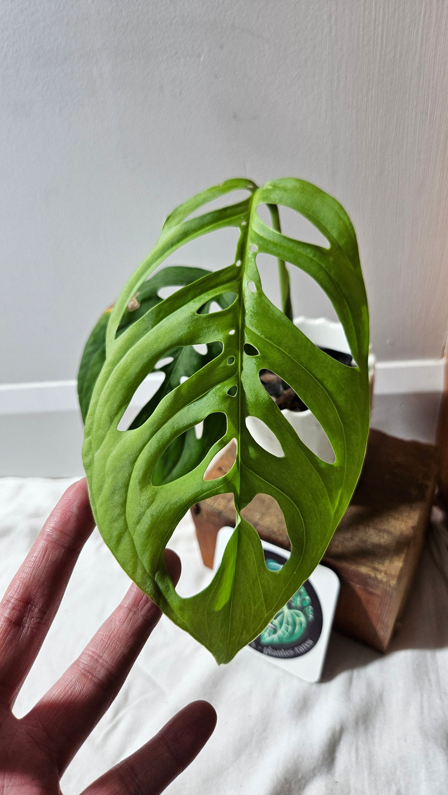 Monstera Esqueletto (MON-462)