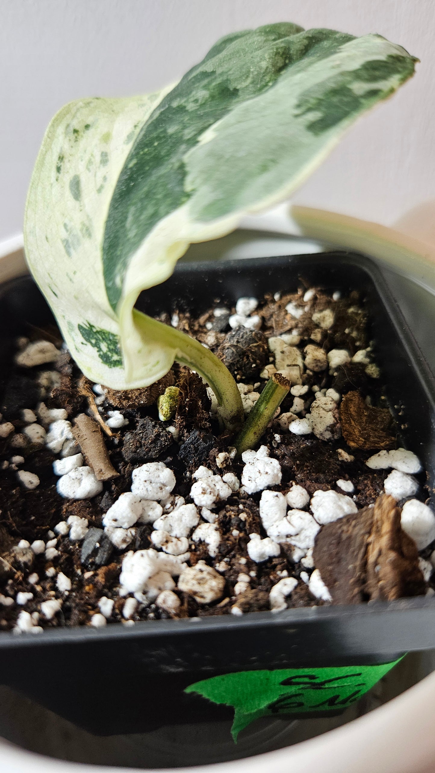 Scindapsus Black Dragon white (SCI-1076)