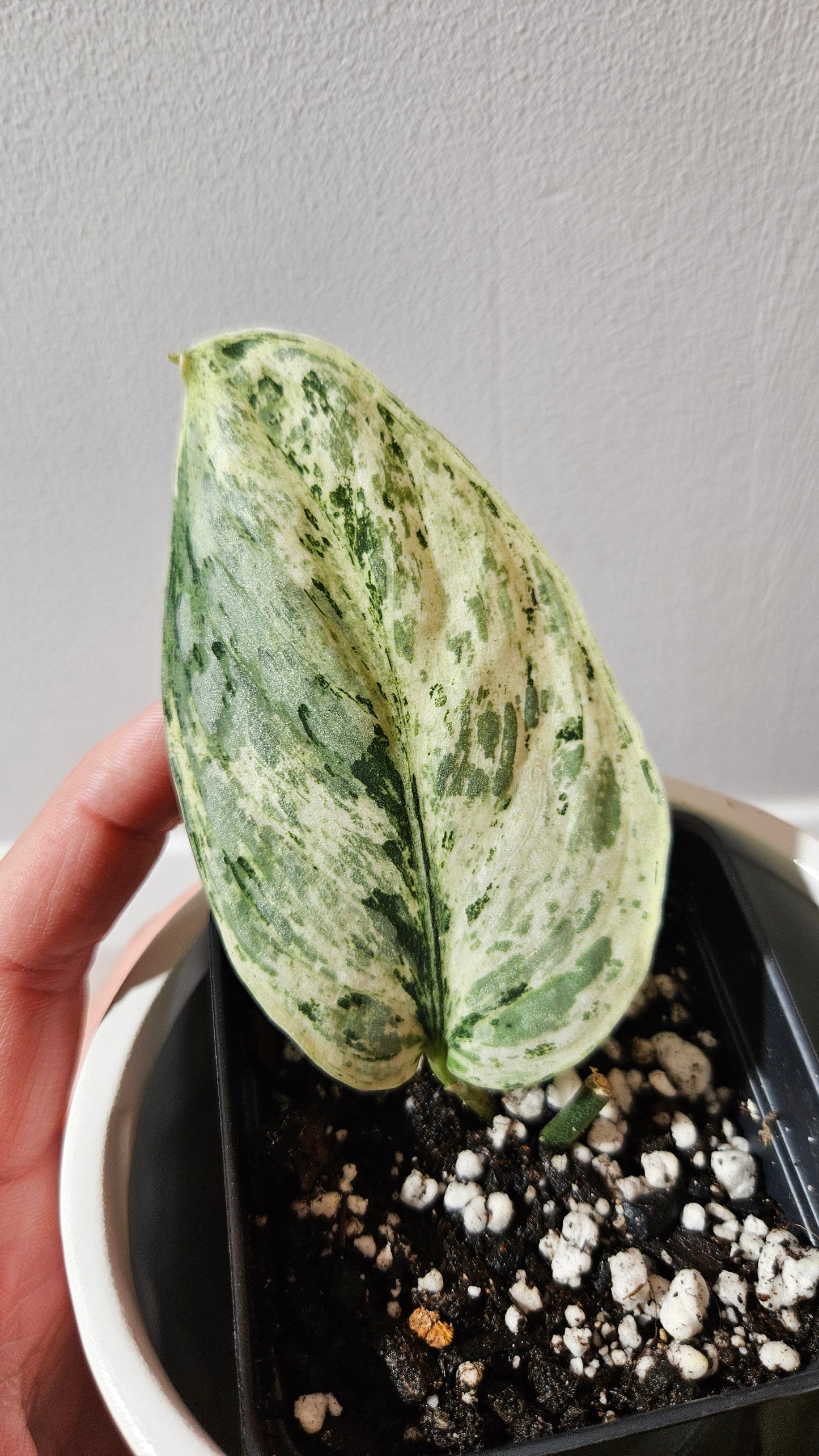 Scindapsus Peasun (SCI-1063)