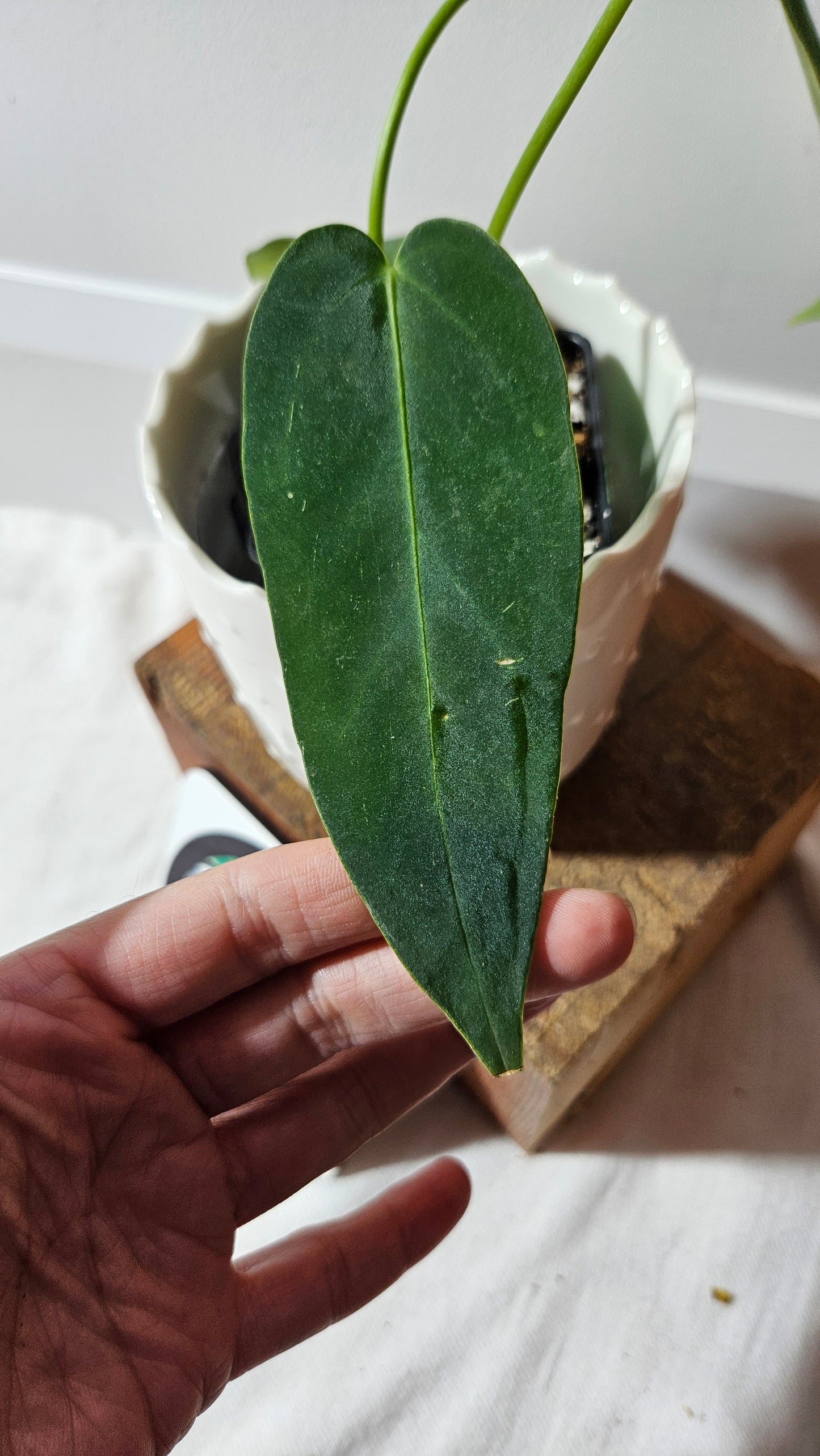 Anthurium Cirinoi X Forgetti "format PETIT" (ANT-435)