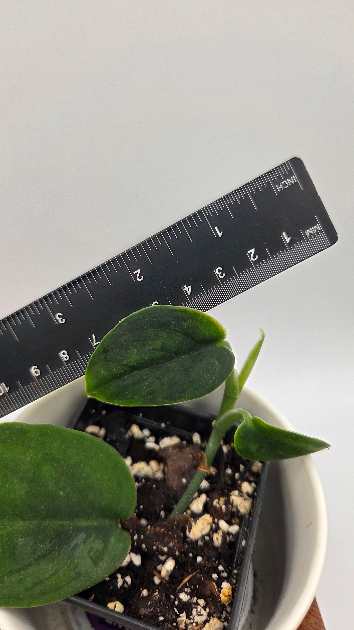 Scindapsus Blurik (SCI-1296)