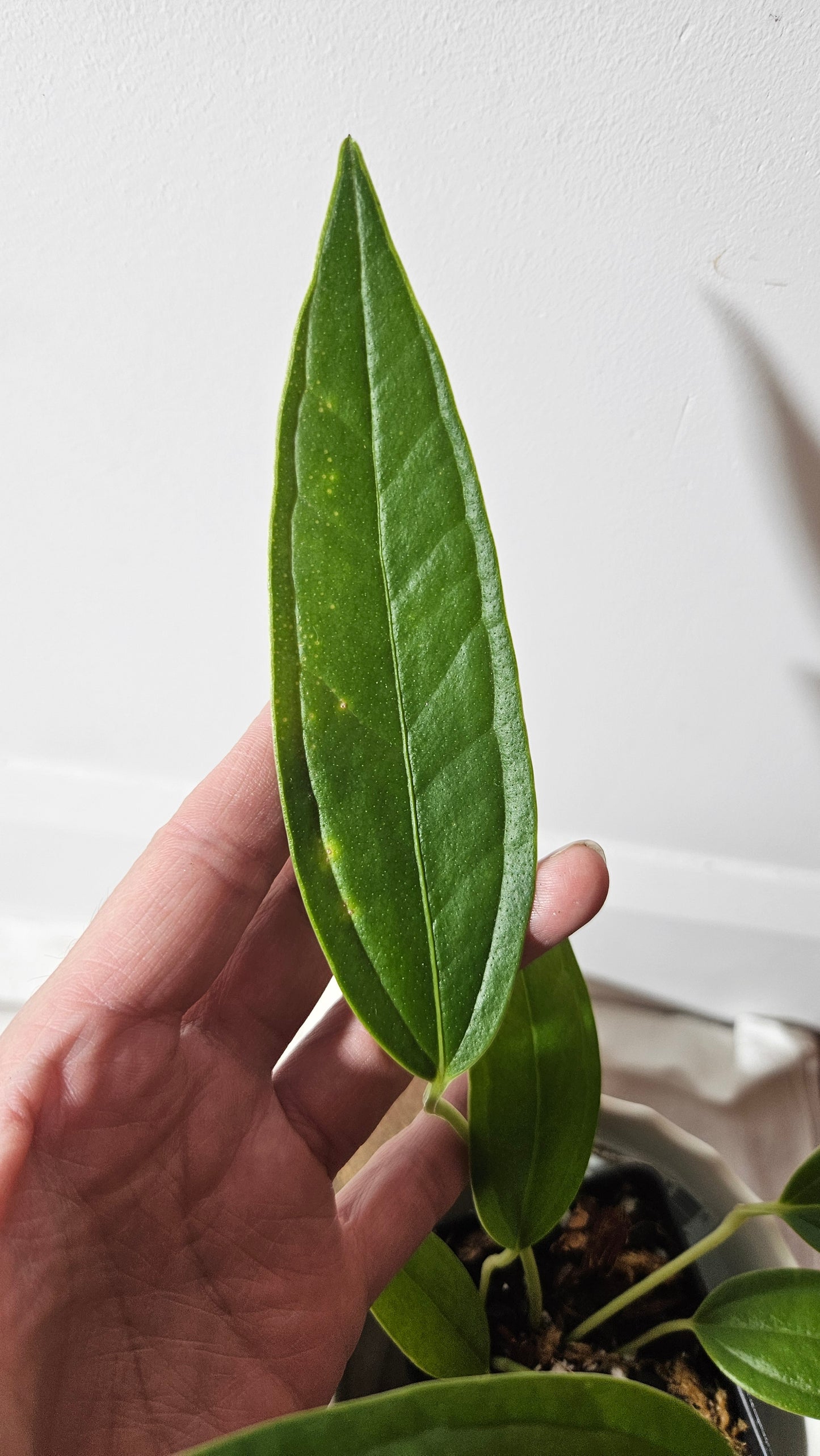 Anthurium Macphersonii "format MOYEN" (ANT-407)