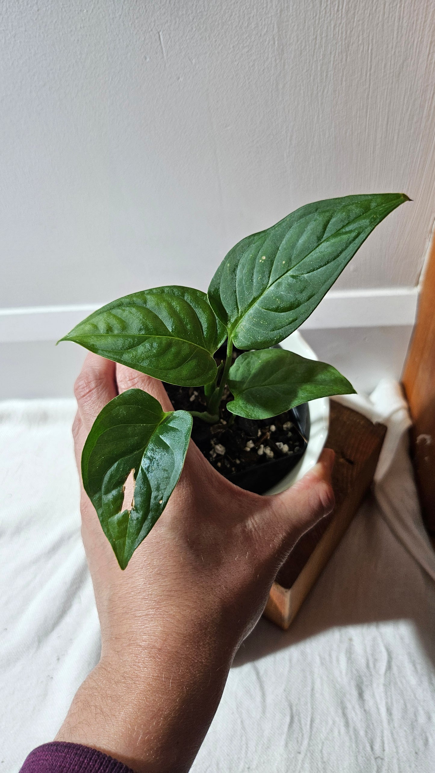 Monstera Obliqua Aff Esmeraldense Golden (MON-440)