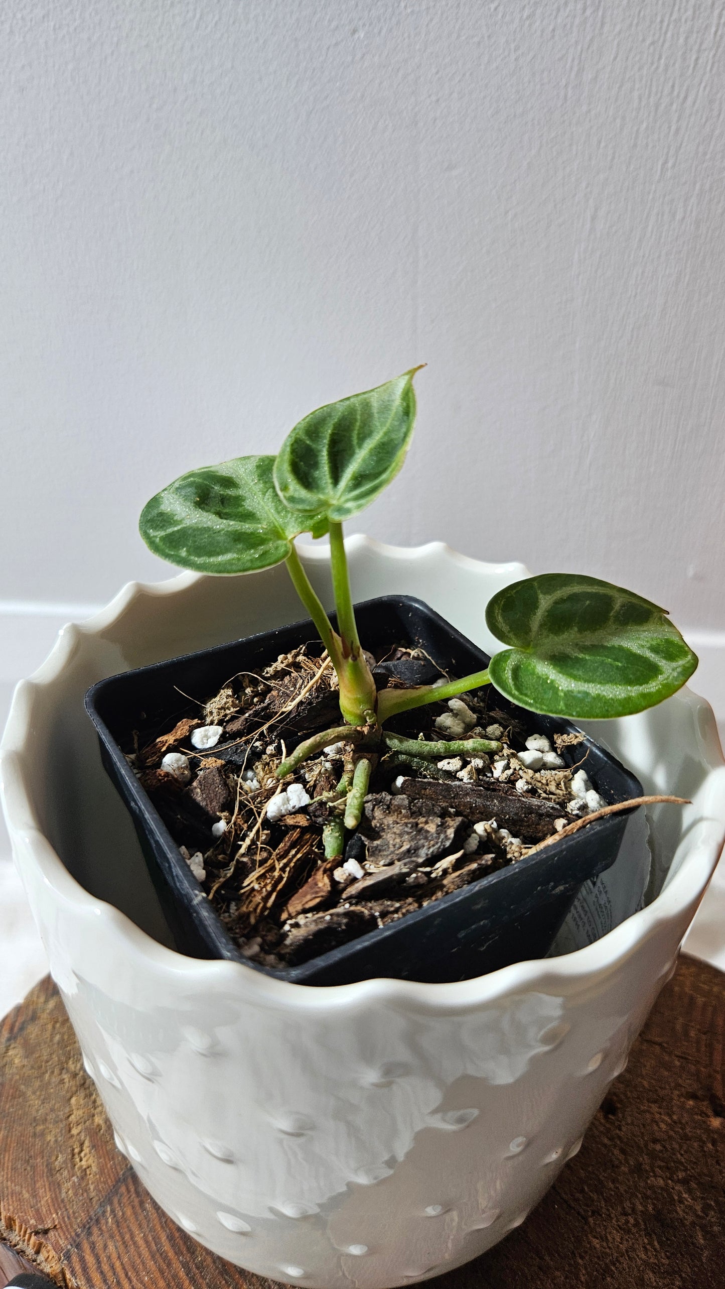 Anthurium Dorayaki Silver "format SEEDLING"( ANT-574)