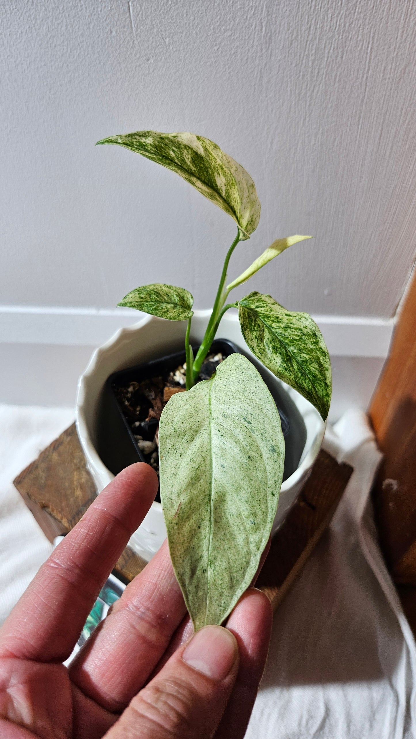 Monstera Laniata Mint (MON-338)