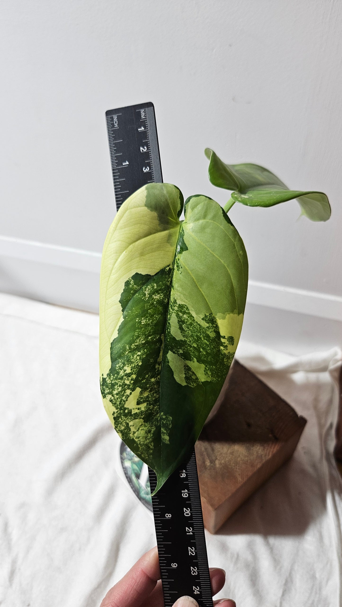 Syngonium Chiapense Albo (SYN-425)