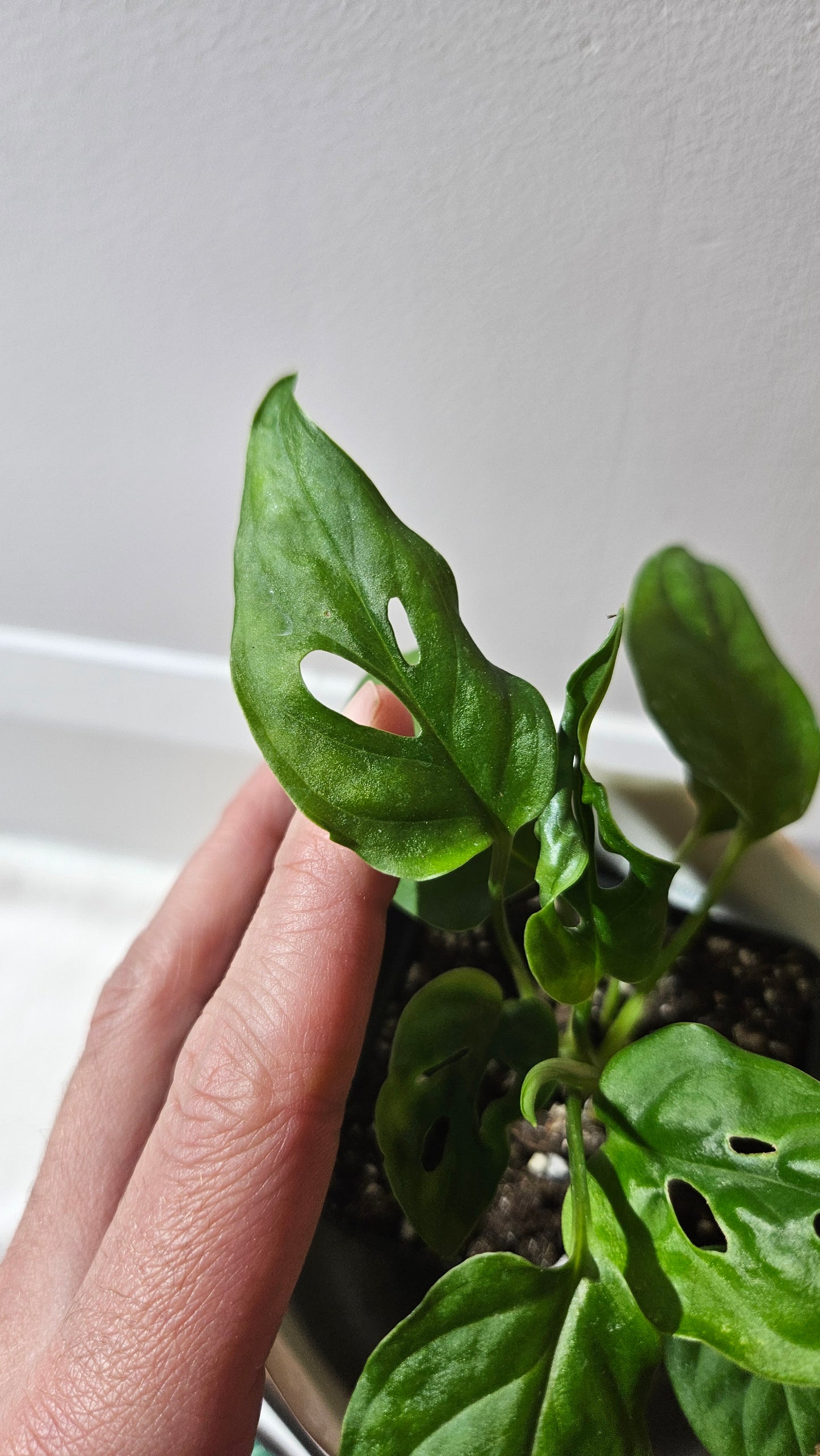 Monstera Obliqua Aff Cenepa (MON-290)