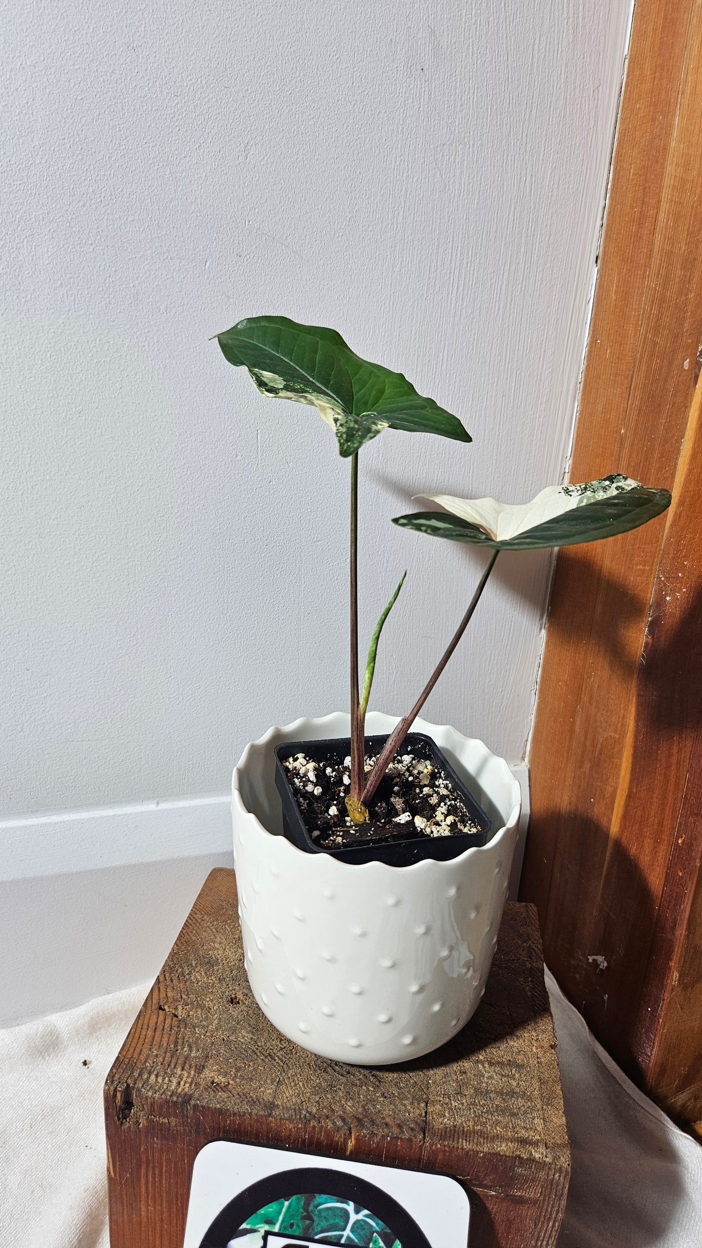 Syngonium Albo (SYN-401)