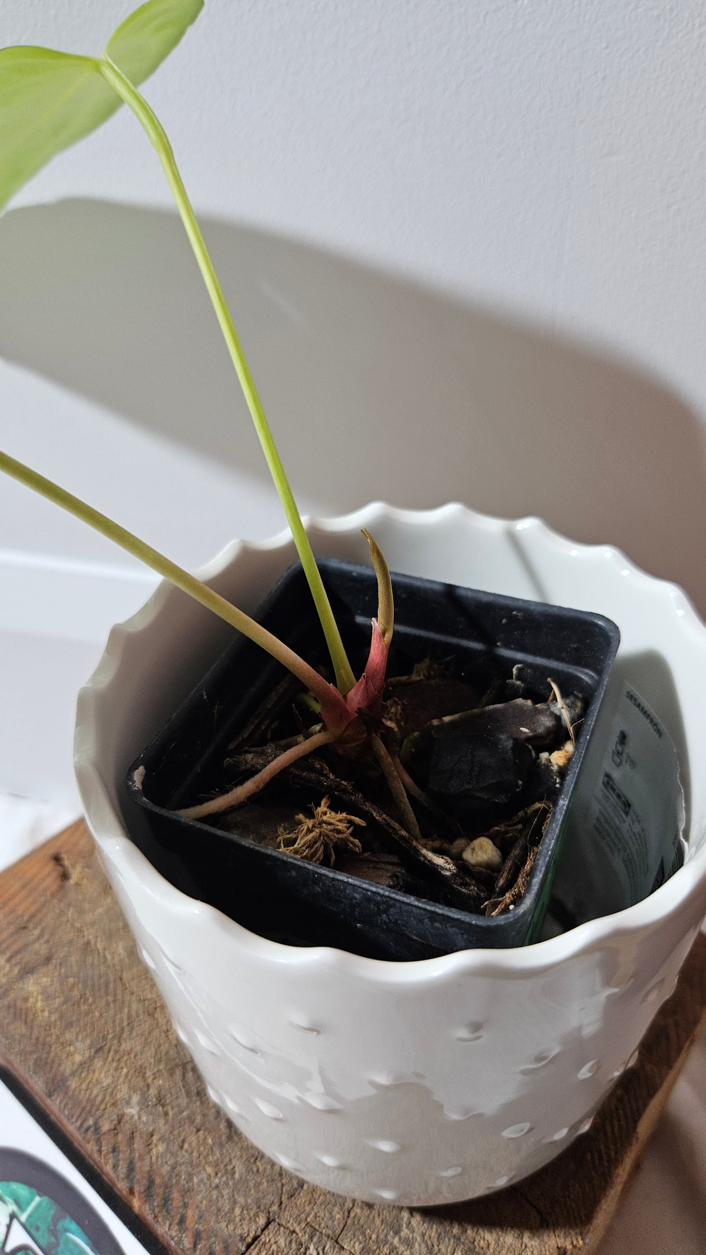 Anthurium Portillae Indo "SMALL format" (ANT-228)