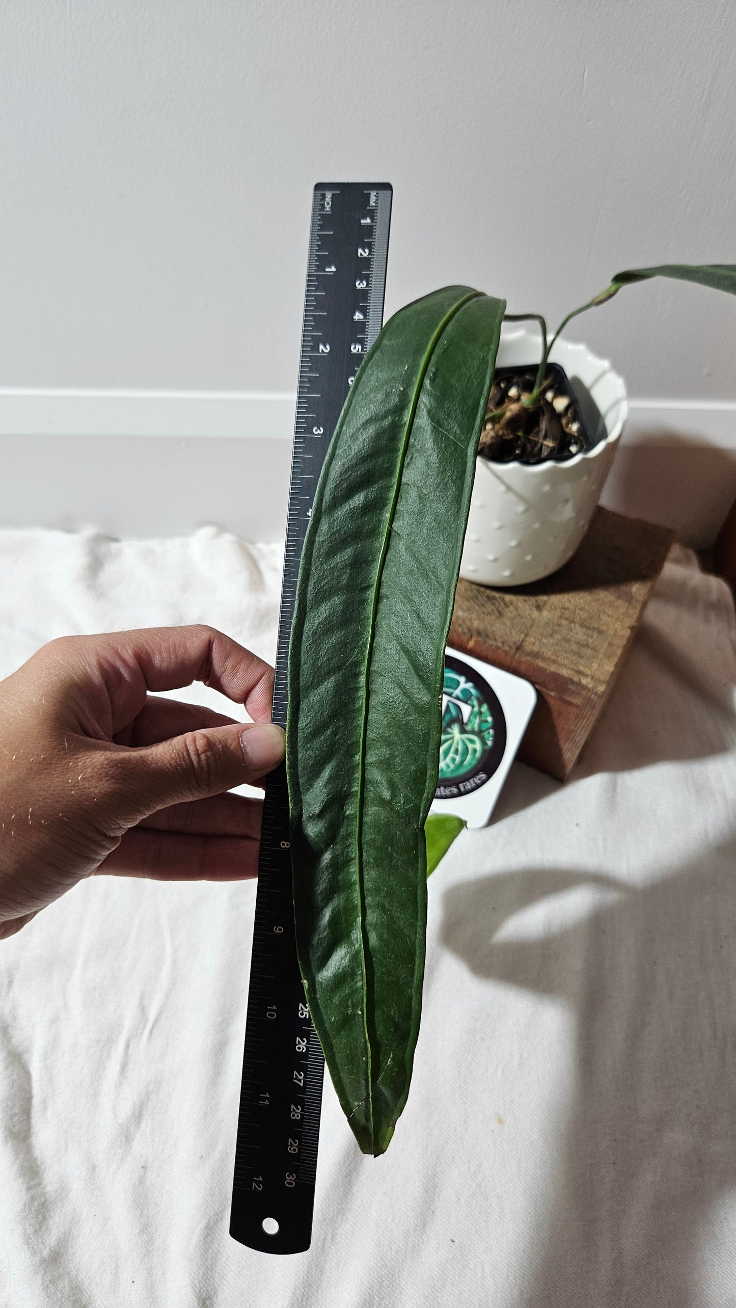 Anthurium Wendlingeri Aff Esmeraldas "format MOYEN/LARGE" (ANT-534)