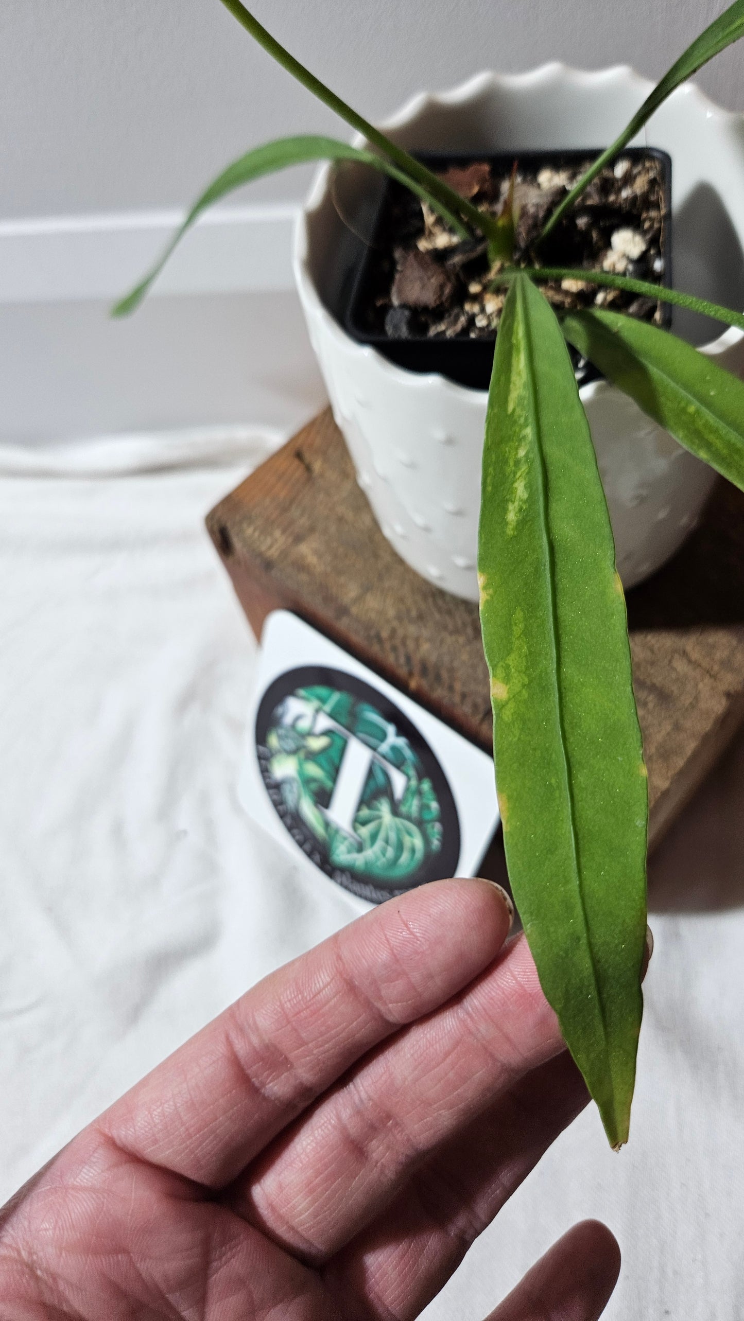 Anthurium Vittarifolium Variegata "format MOYEN" (ANT-444)
