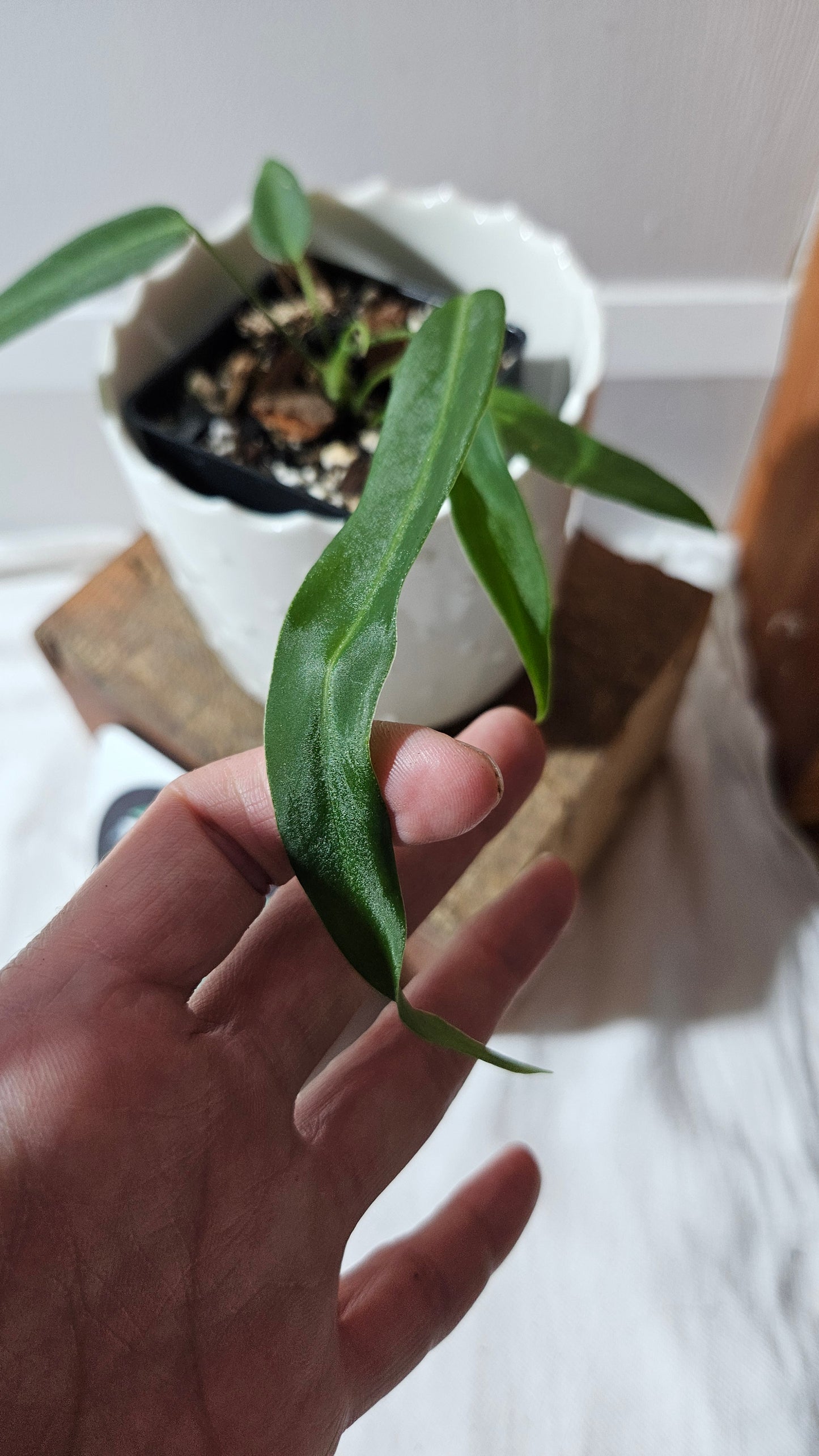 Anthurium Pallidiflorum Super Black "format PETIT"(ANT-450)