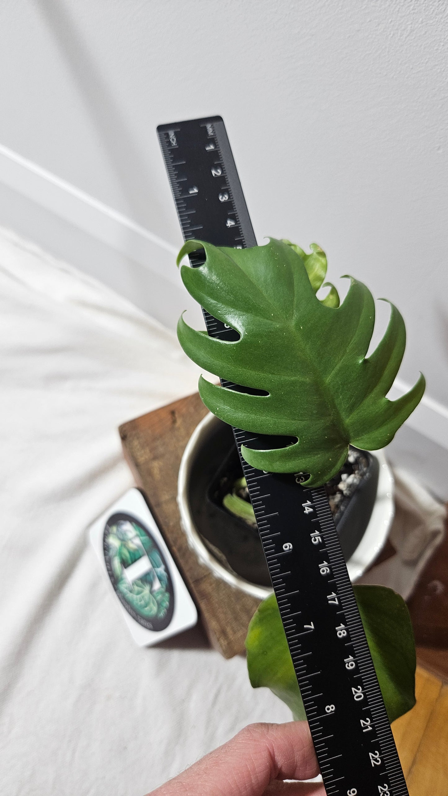 Philodendron Mayoi (PHI-721)