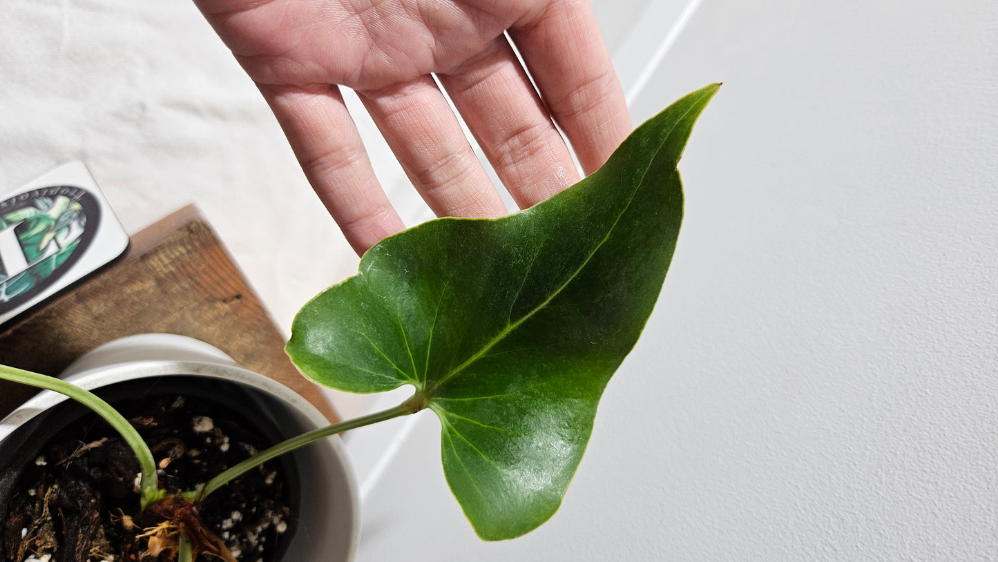 Anthurium Brownii/Corong "format MOYEN" (ANT-552)