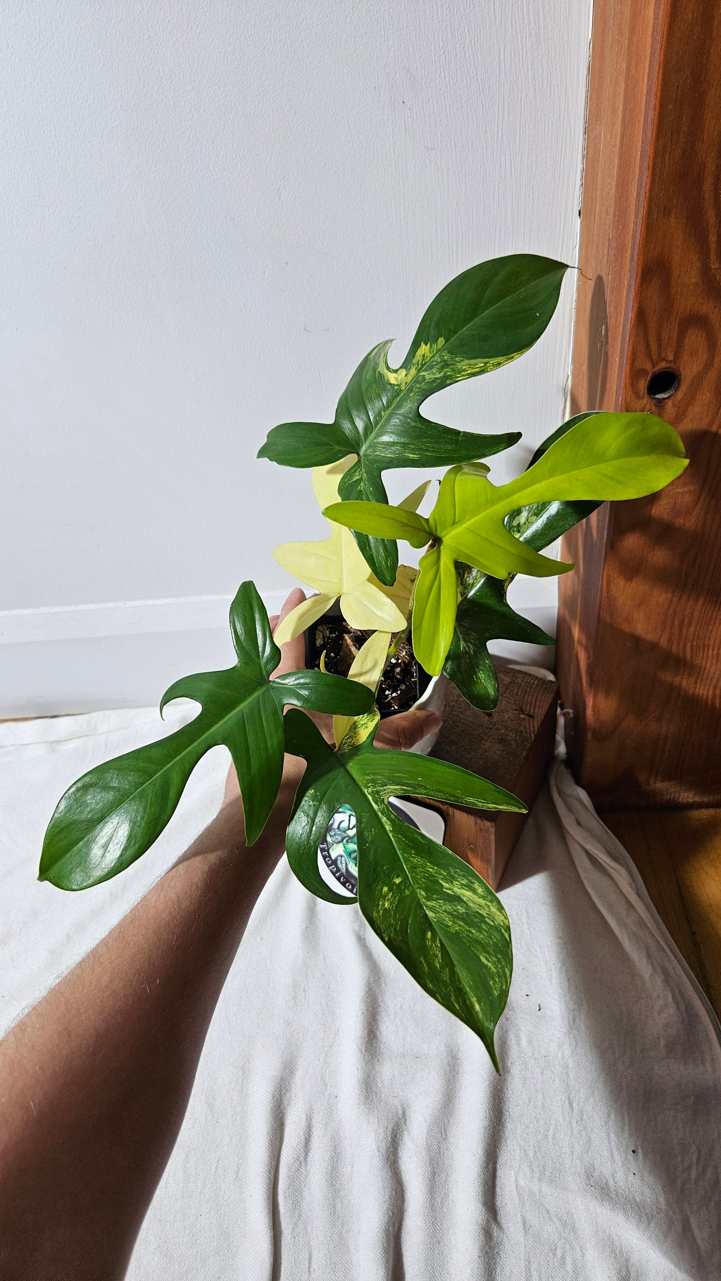 Philodendron Florida Beauty (PHI-816)