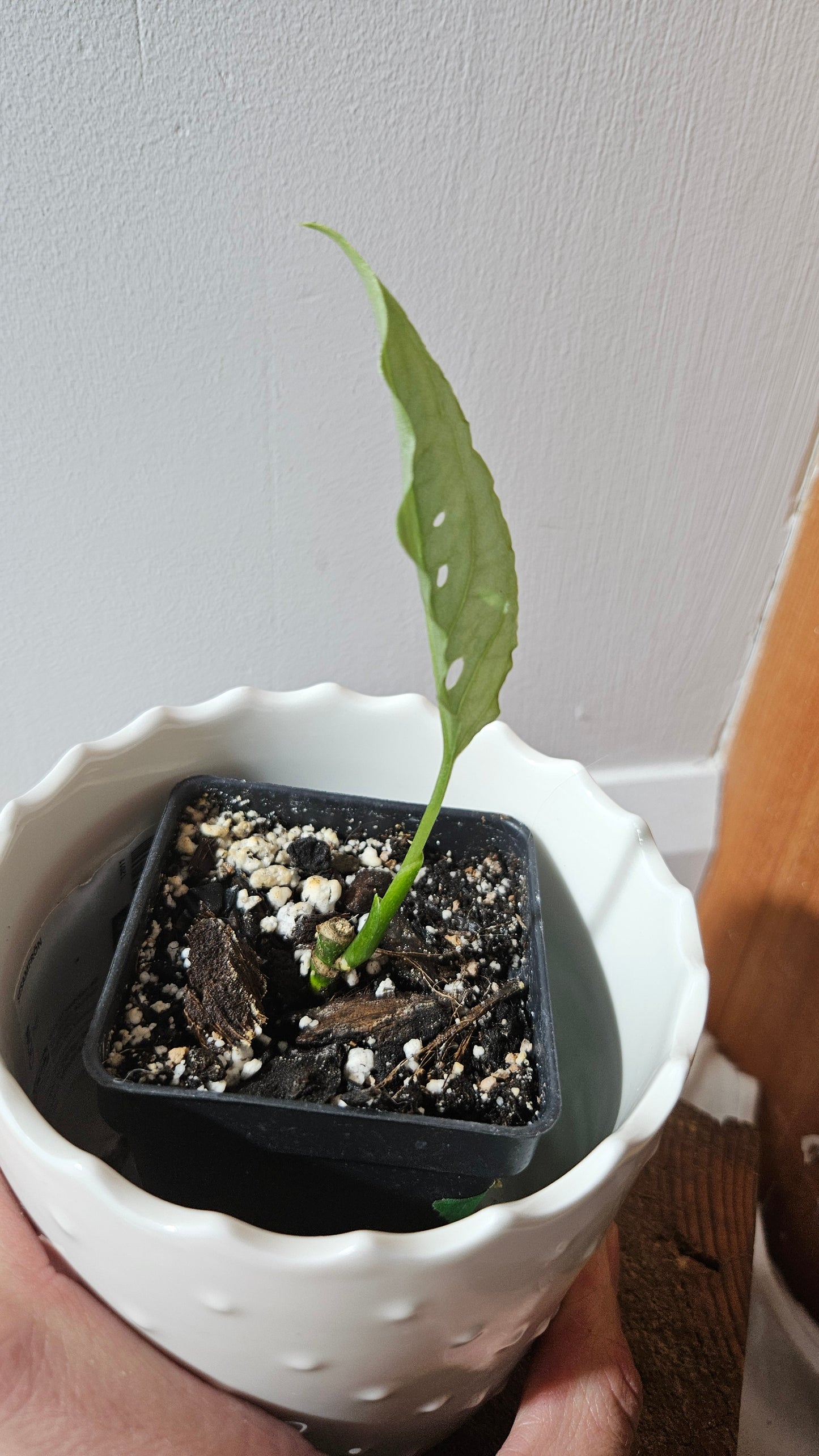 Monstera Obliqua Peru (MON-424)