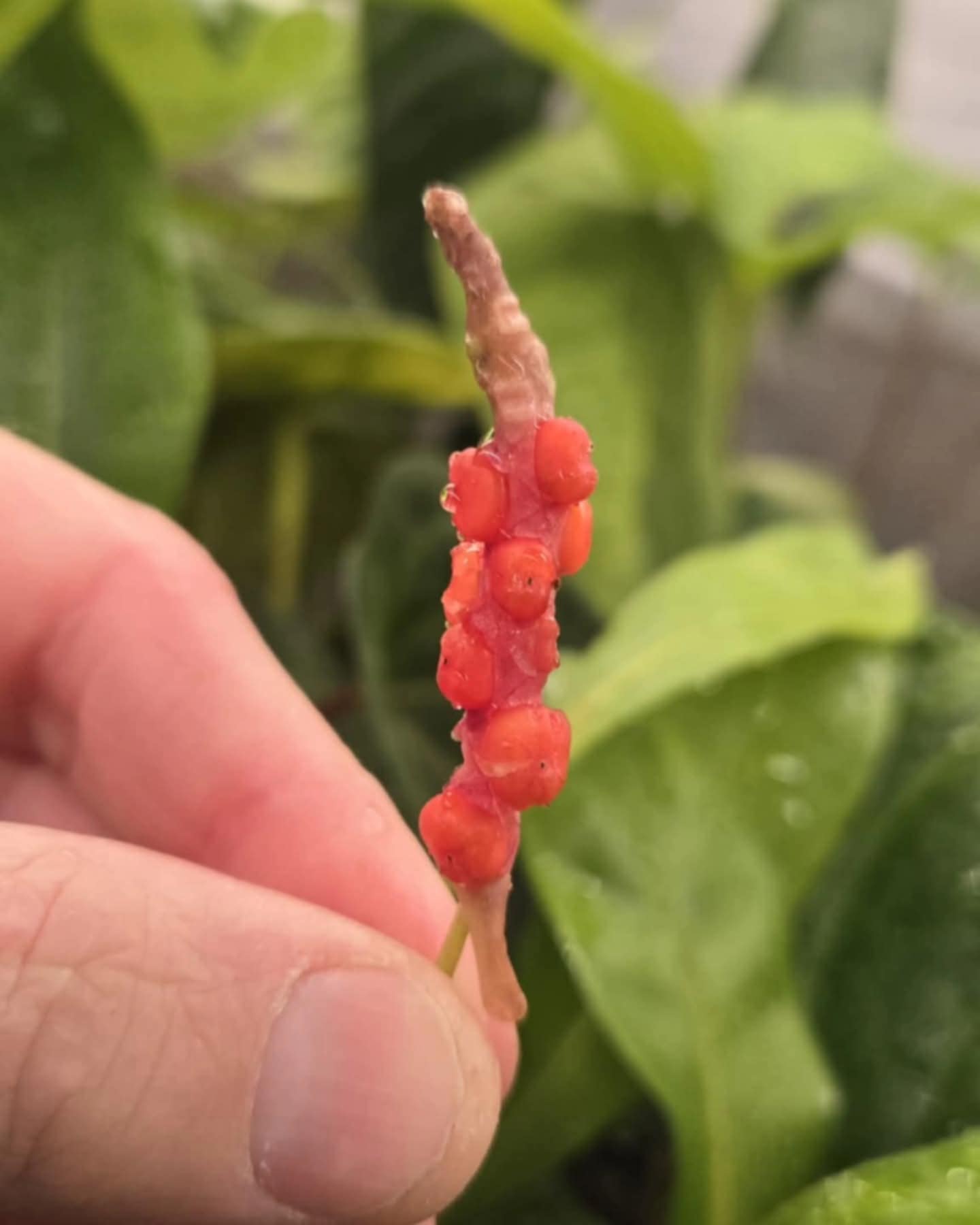 Anthurium Gracile "format SEEDLING"