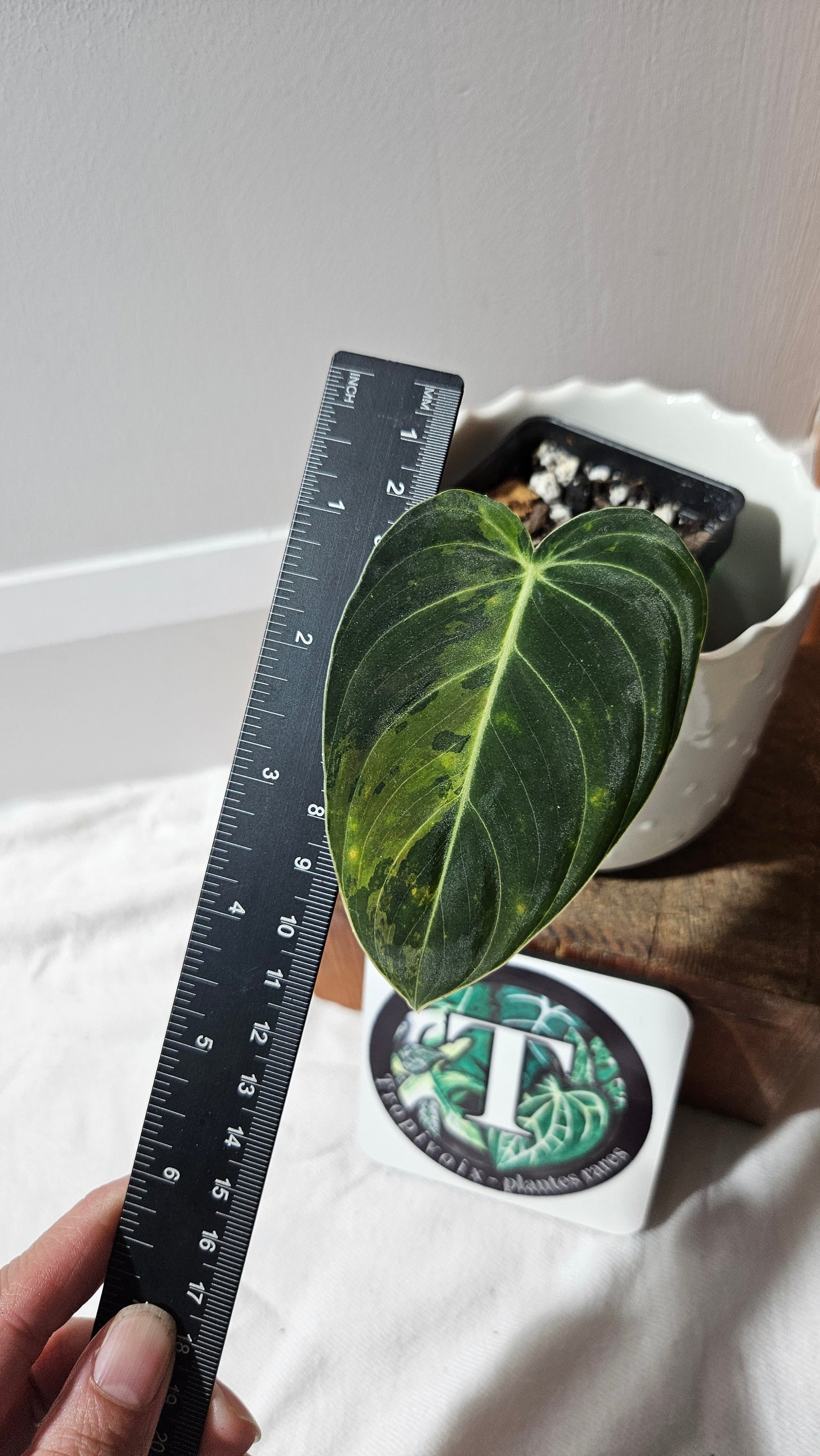 Philodendron Melanochrysum Variegata (PHI-866)
