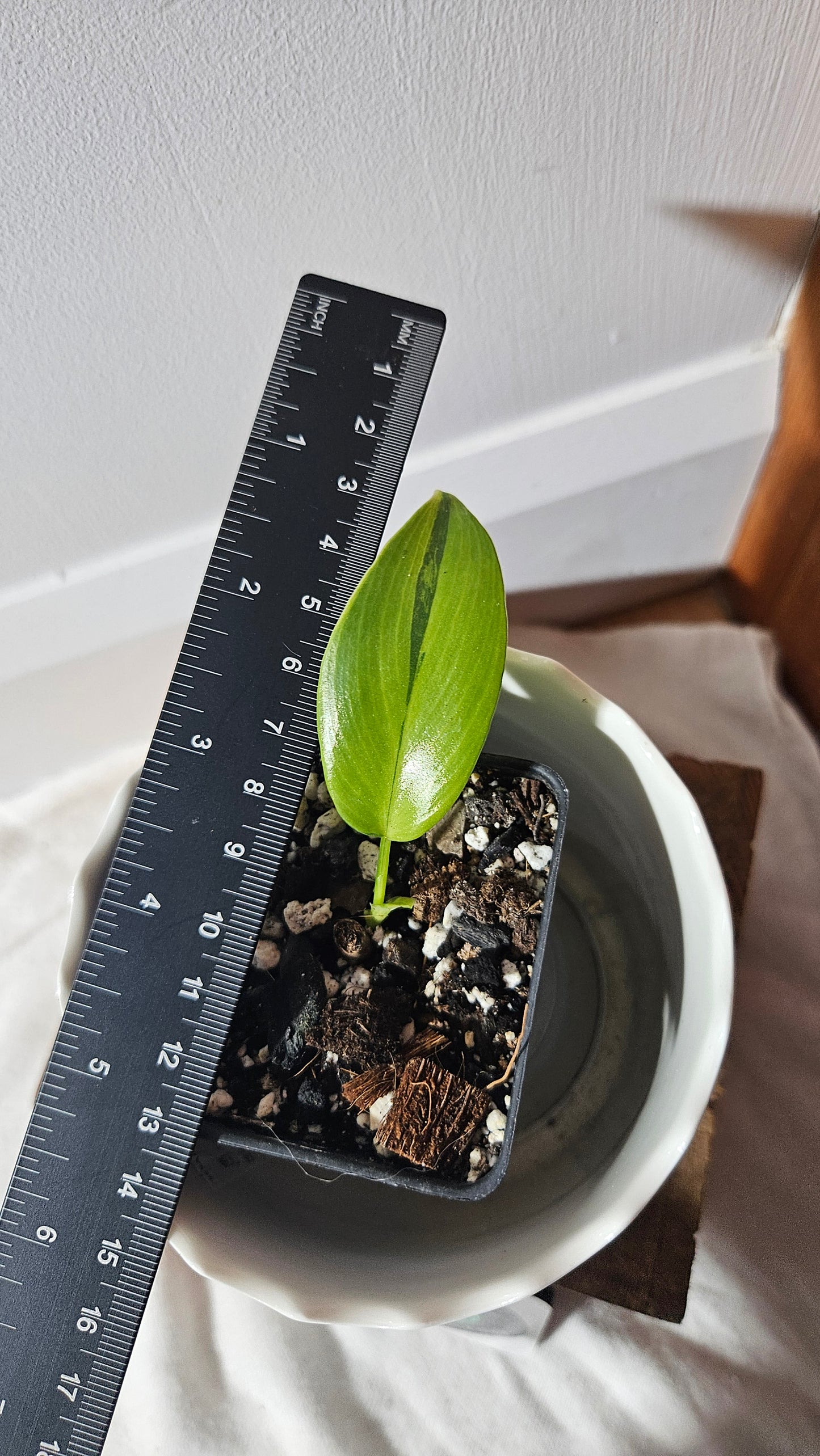 Philodendron Violin Variegata (PHI-761)