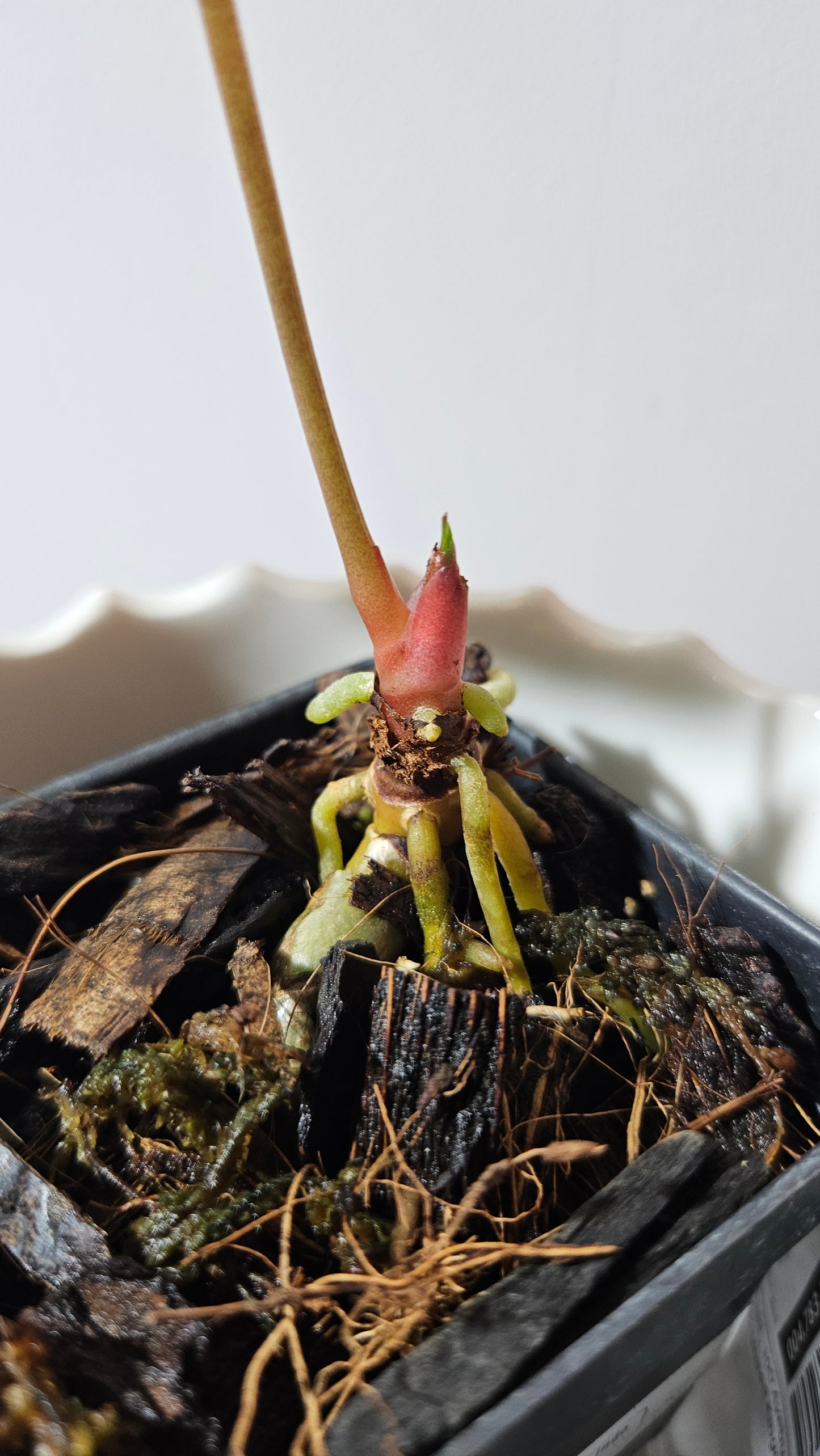 Anthurium AOS (Indo) "format PETIT" (ANT-181)