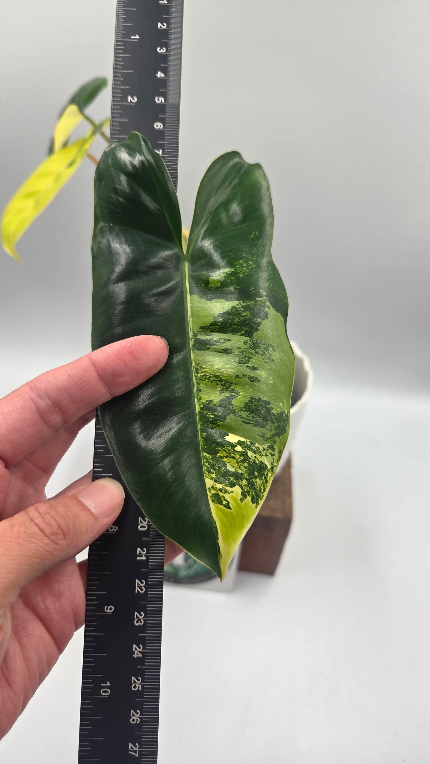 Philodendron Burlemarx Variegata (PHI-1063)