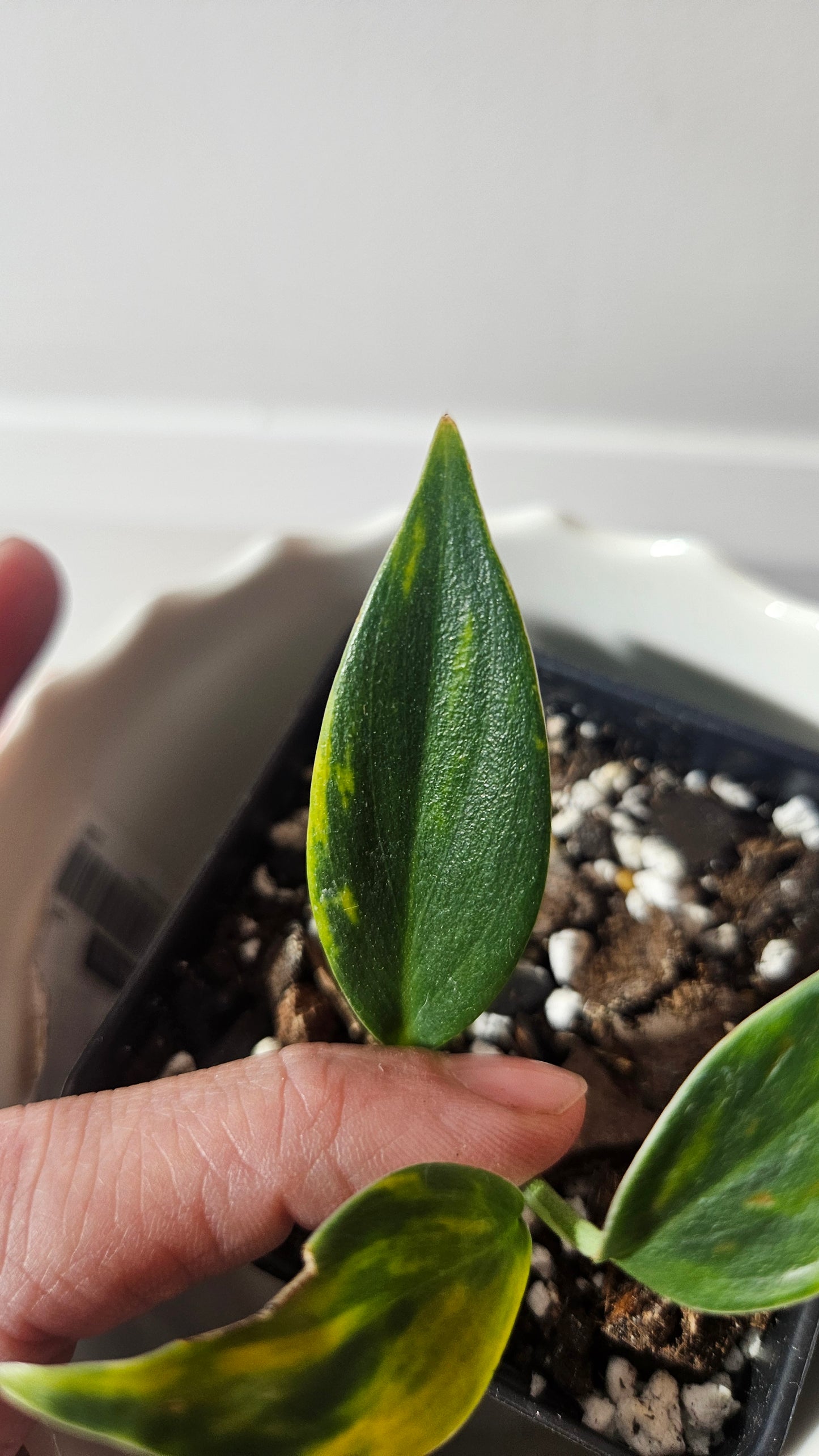 Scindapsus Coriaceus Aurea (SCI-939)