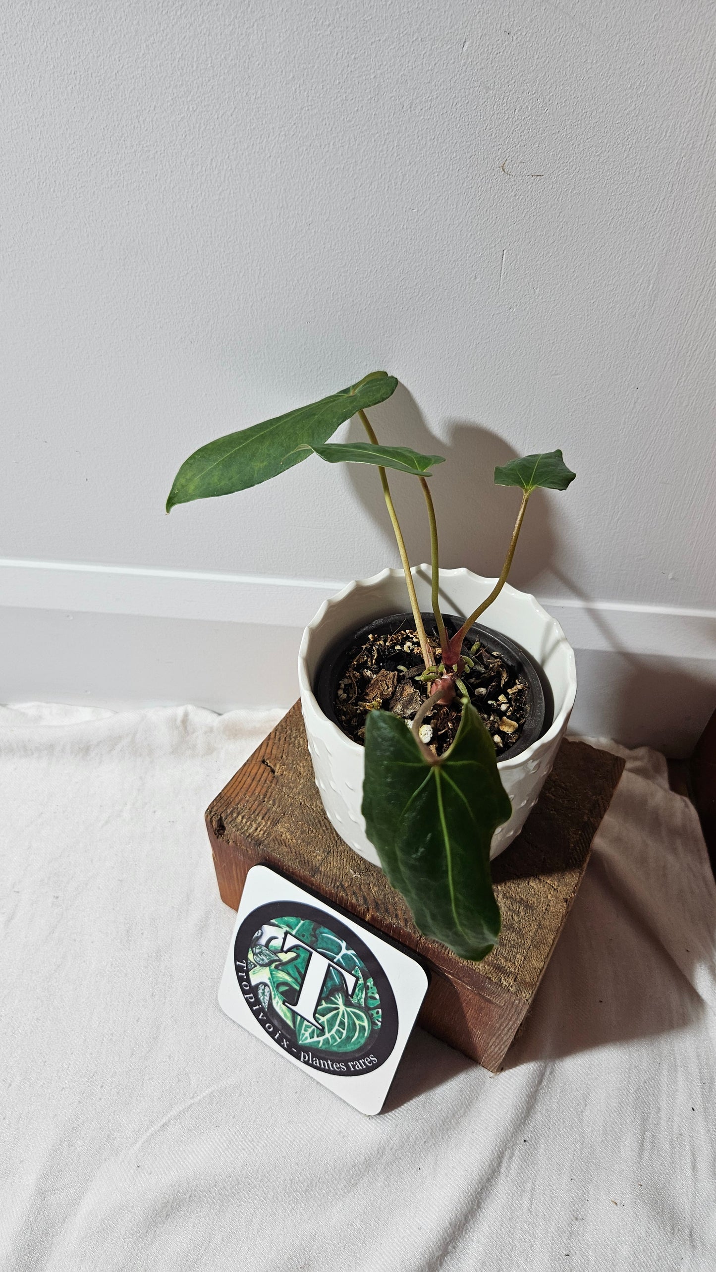 Anthurium Blue Ocean (Blue Papi X AOS) "format MOYEN" (ANT-316)